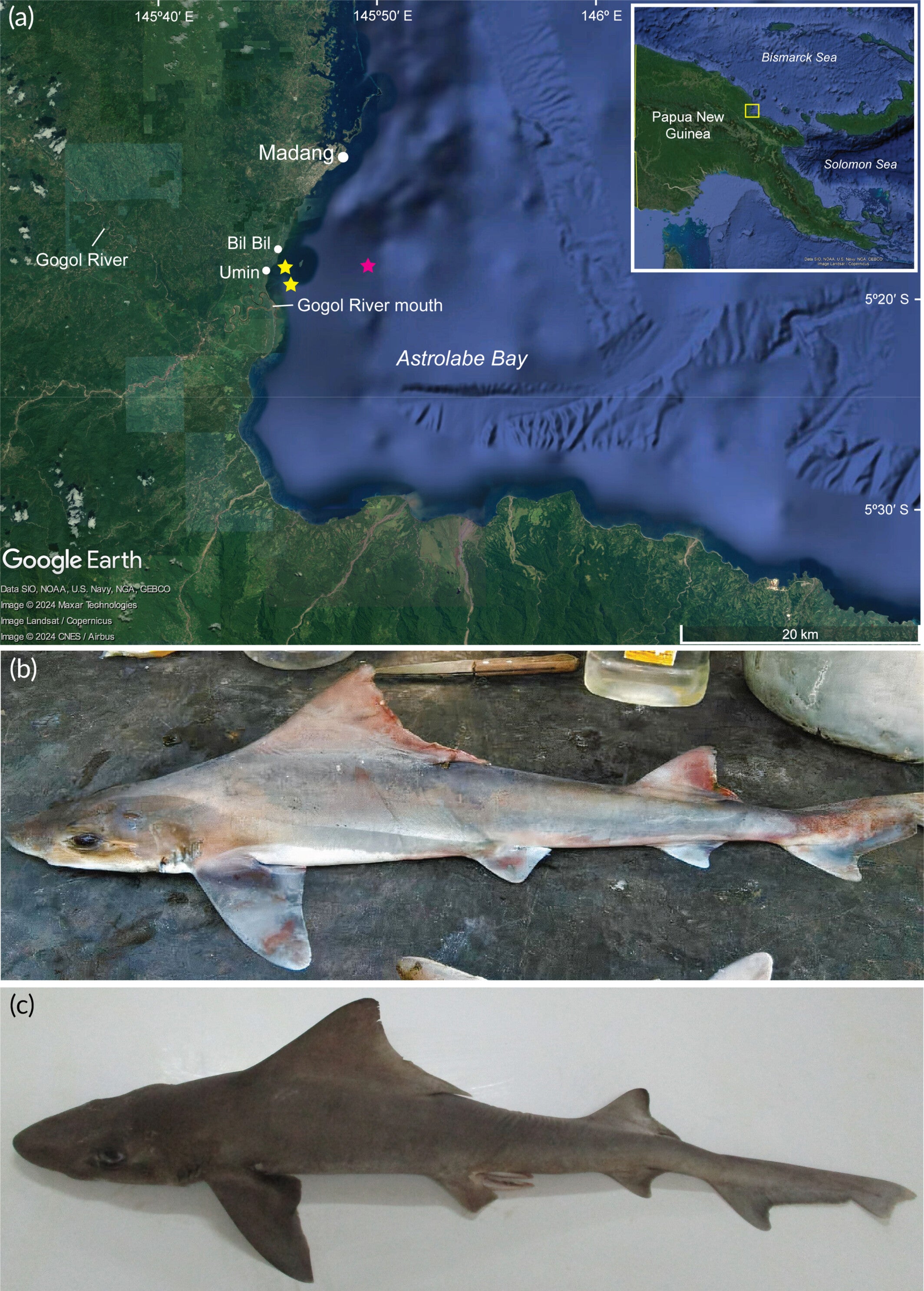 G. filewoodi caught near the mouth of PNG's Gogol River