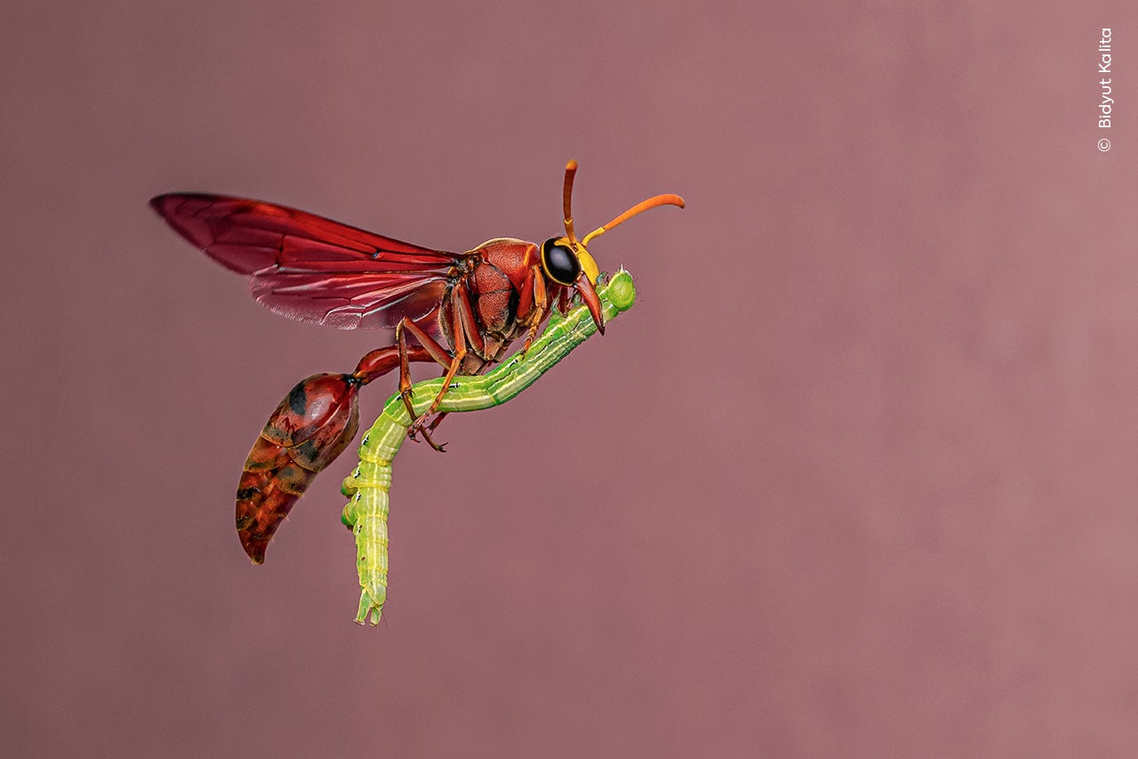 A wasp appears to be flying on a broomstick