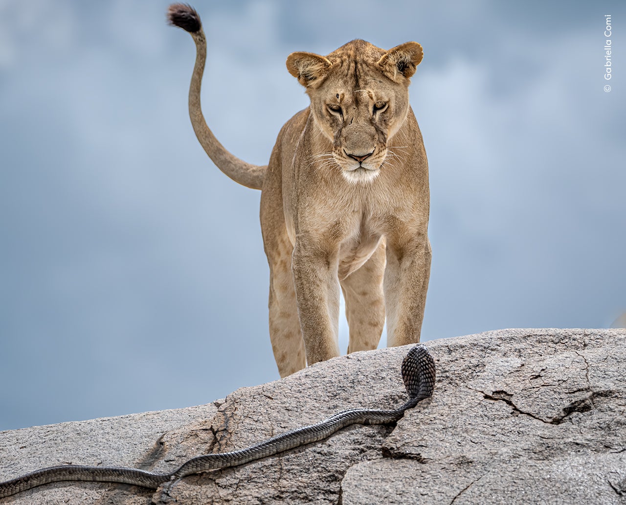 A photo captured by Gabriella Comi shows a lion facing off with a cobra in the Serengeti