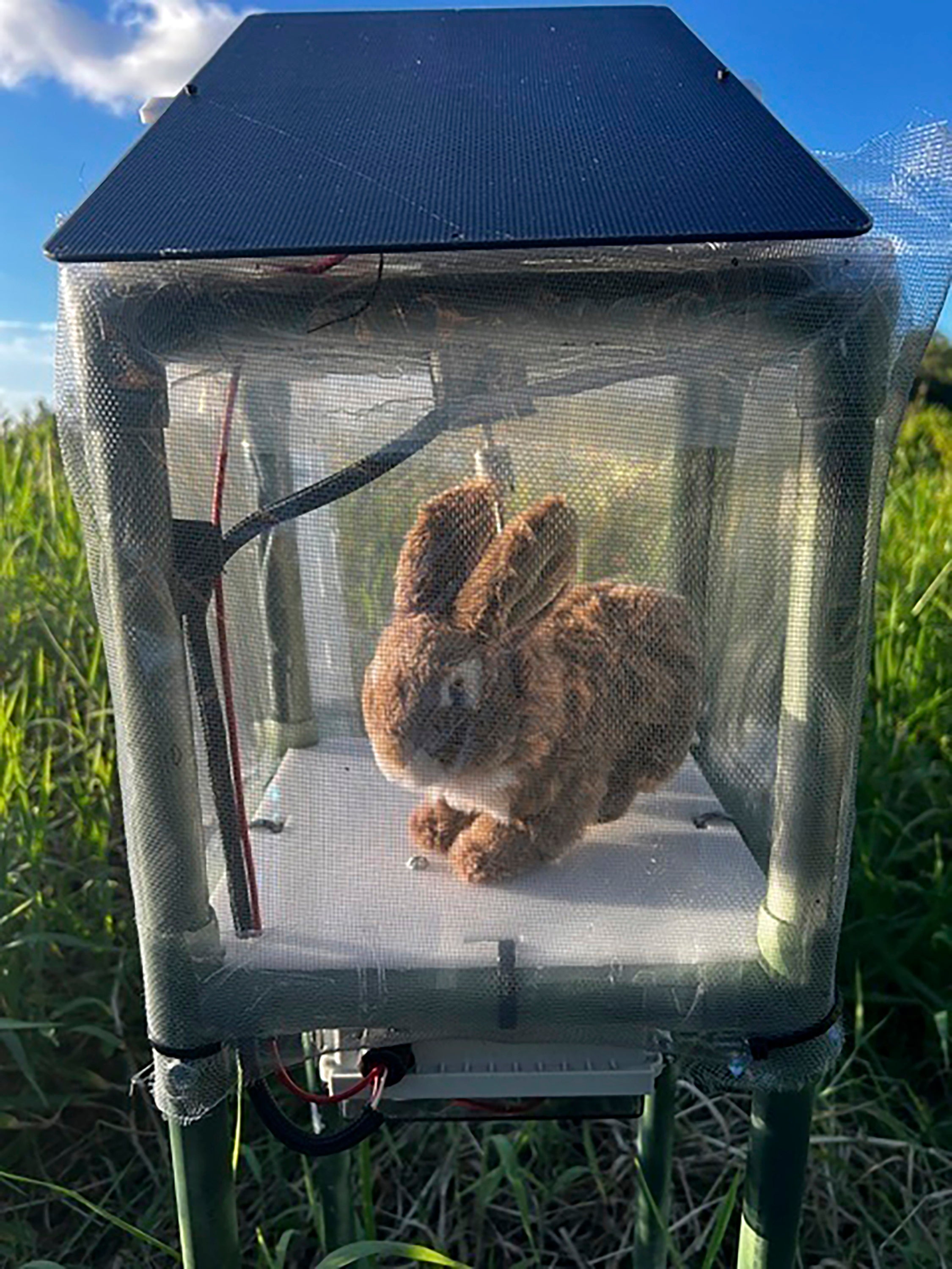 Python Hunting Robot Rabbits