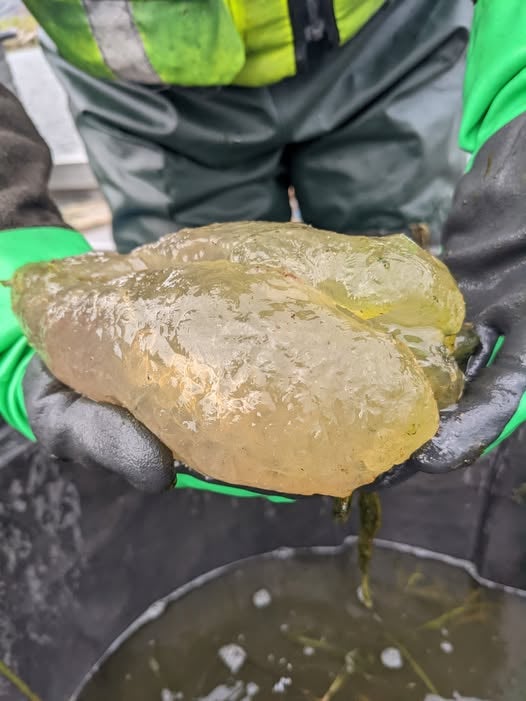 US Fish and Wildlife Service officials shared a photo of the bryozoan colony recently found in Michigan’s Lake Huron.