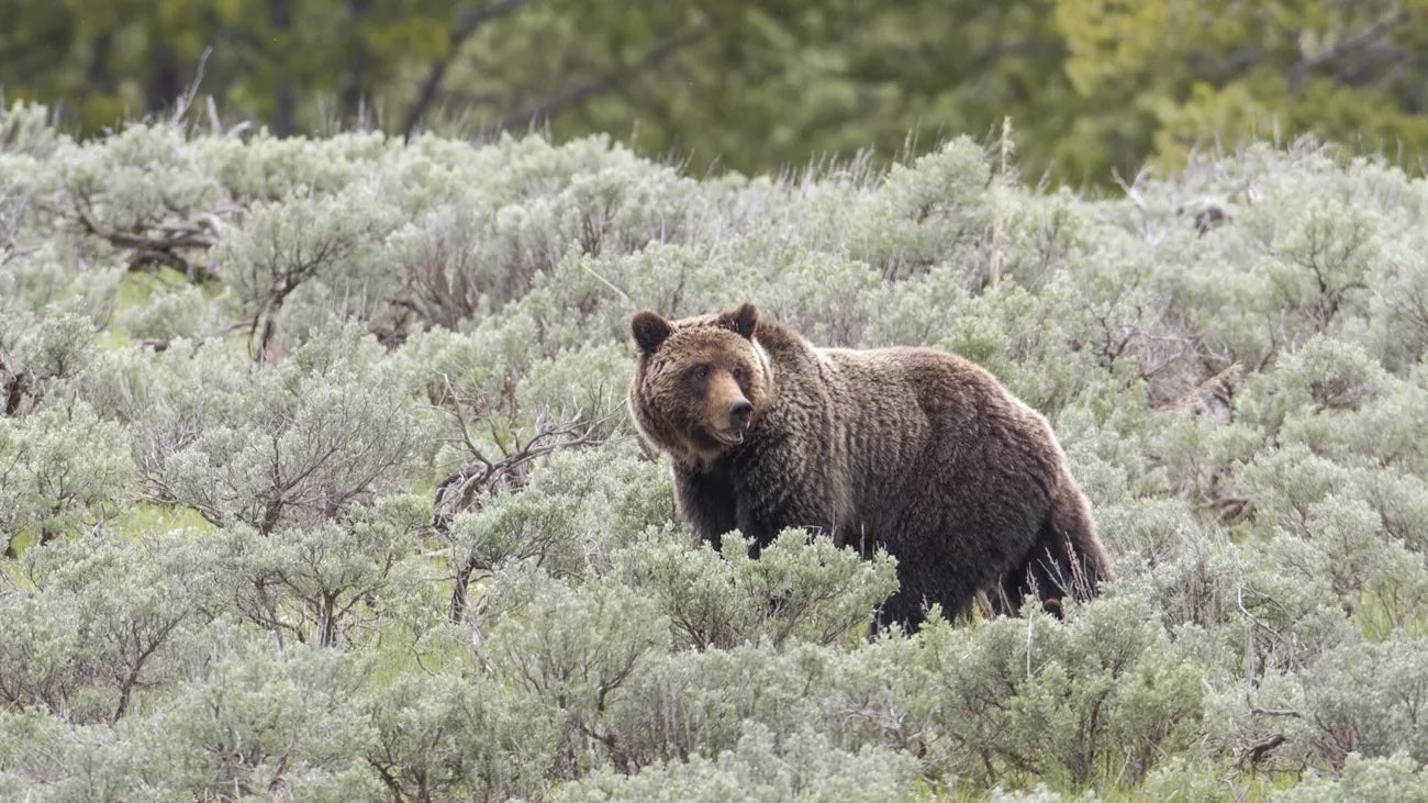 A Grizzly bear (file image)