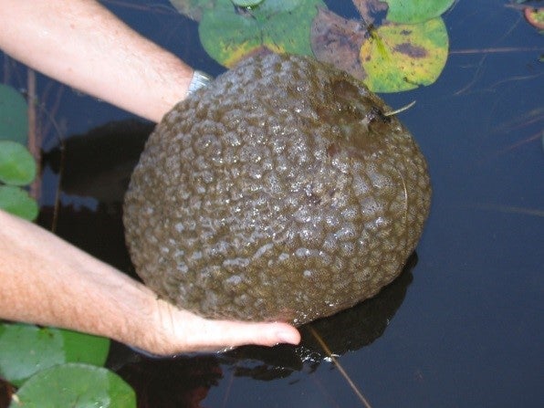A mysterious gelatinous blob resembling a ‘mutant brain’ or ‘cursed gummy bear’ found in Lake Huron is actually a bryozoan colony, wildlife officials said. Pictured: the blob seen in Delaware, where it has also been spotted.