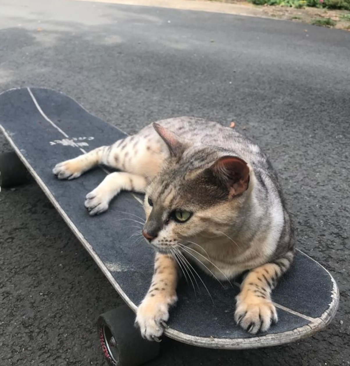 Jo Whiley has revealed her cat died after a tragic accident