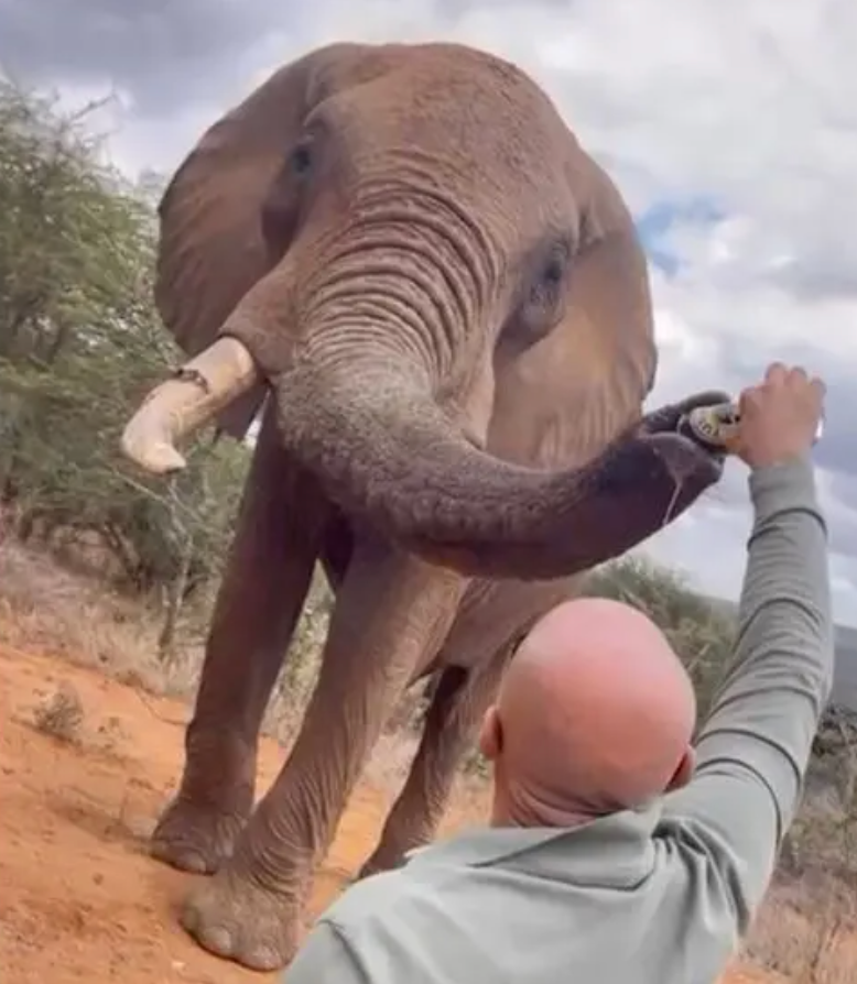 This tourist was filmed pouring beer down the trunk of an elephant in Kenya