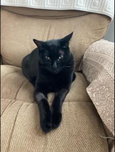 Cats may hold key to treating human cancer, scientists say