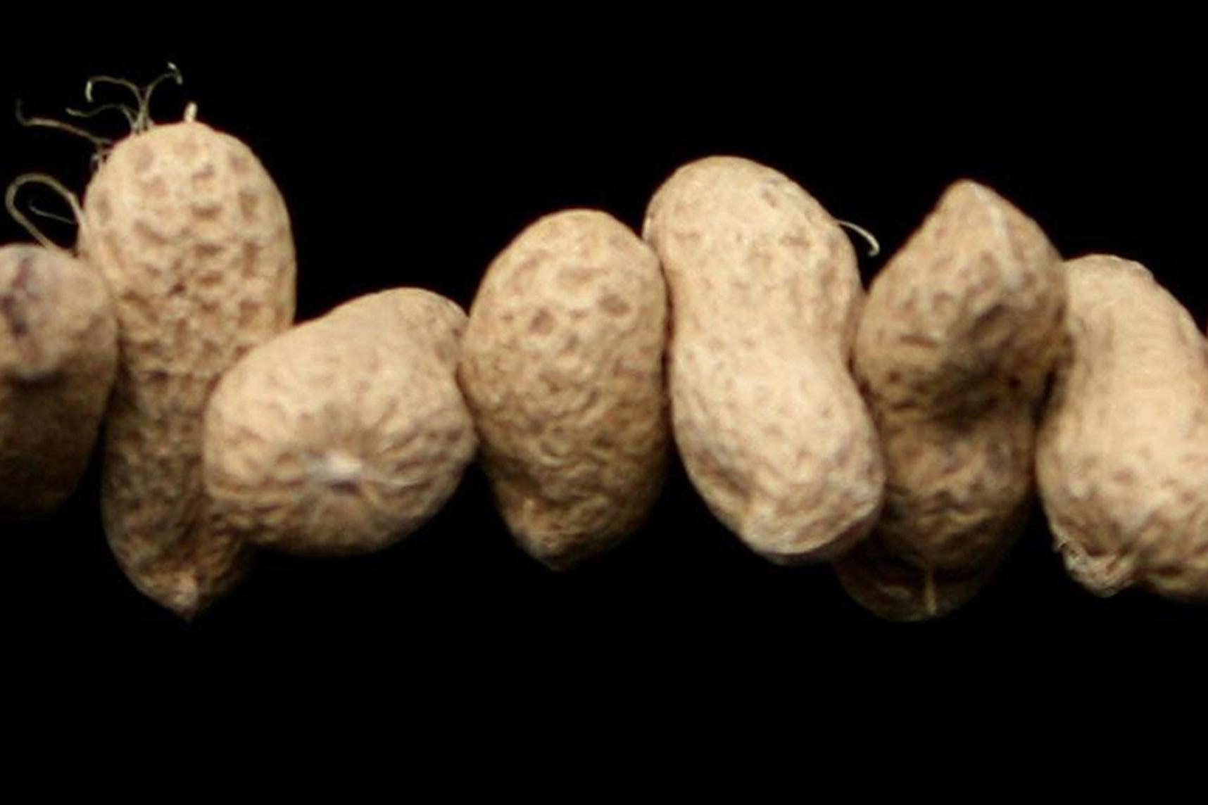A study by King’s College London in 2024 found regularly feeding children peanuts from infancy until the age of five reduced the rate of peanut allergy by 71% (Katie Collins/PA)