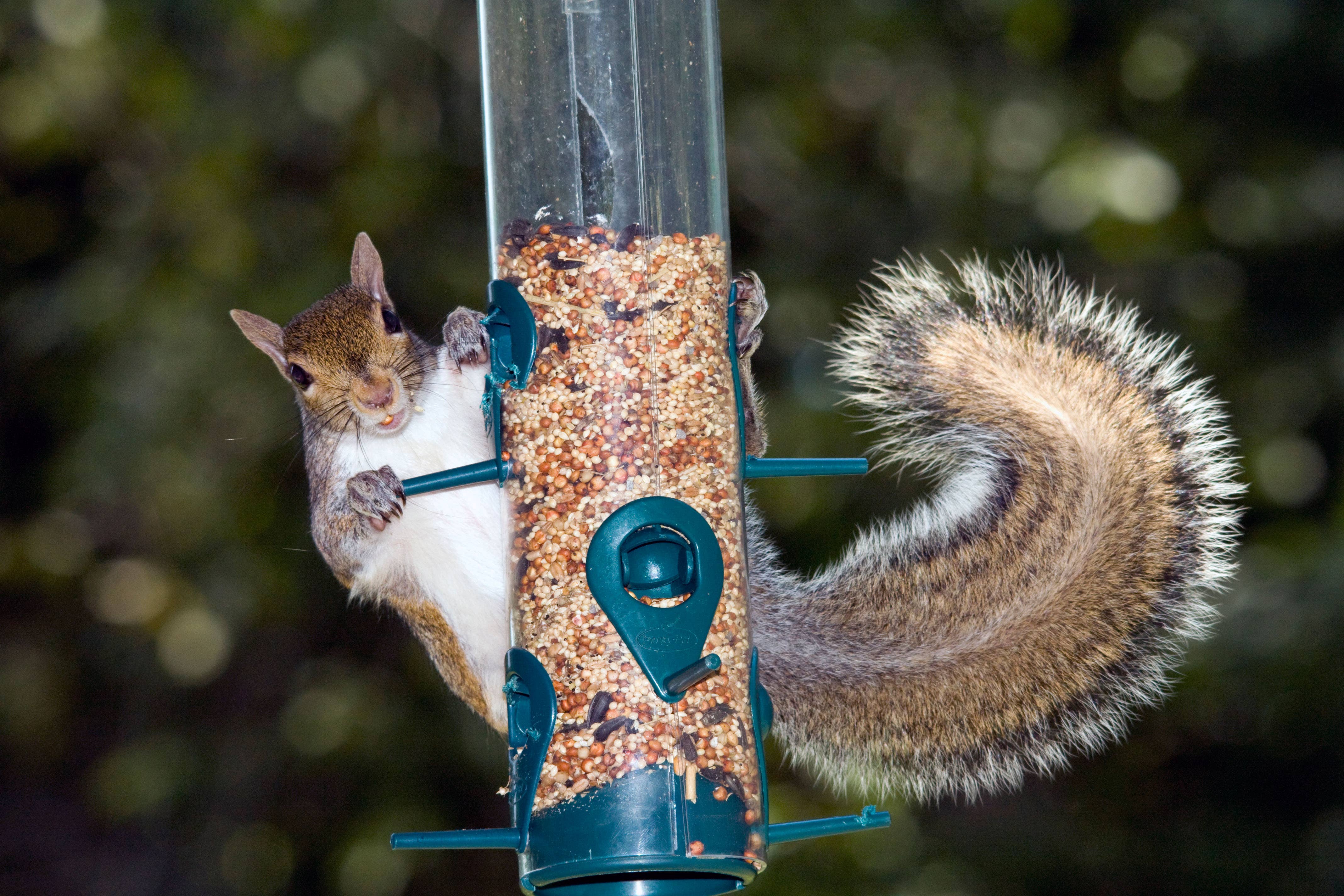 Here are som expert tips on how to squirrel-proof your bird feeders