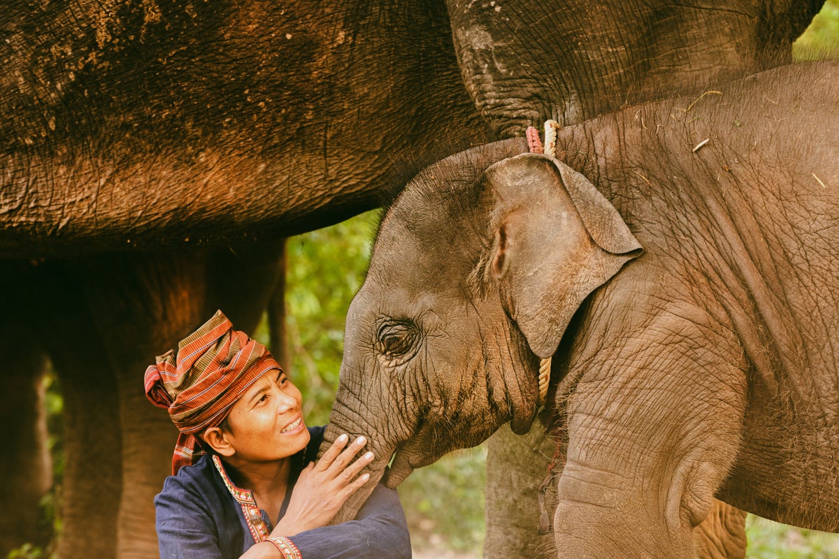 From elephant and bear sanctuaries to whale watching and tiger rescues: Thailand’s ethical wildlife getaways