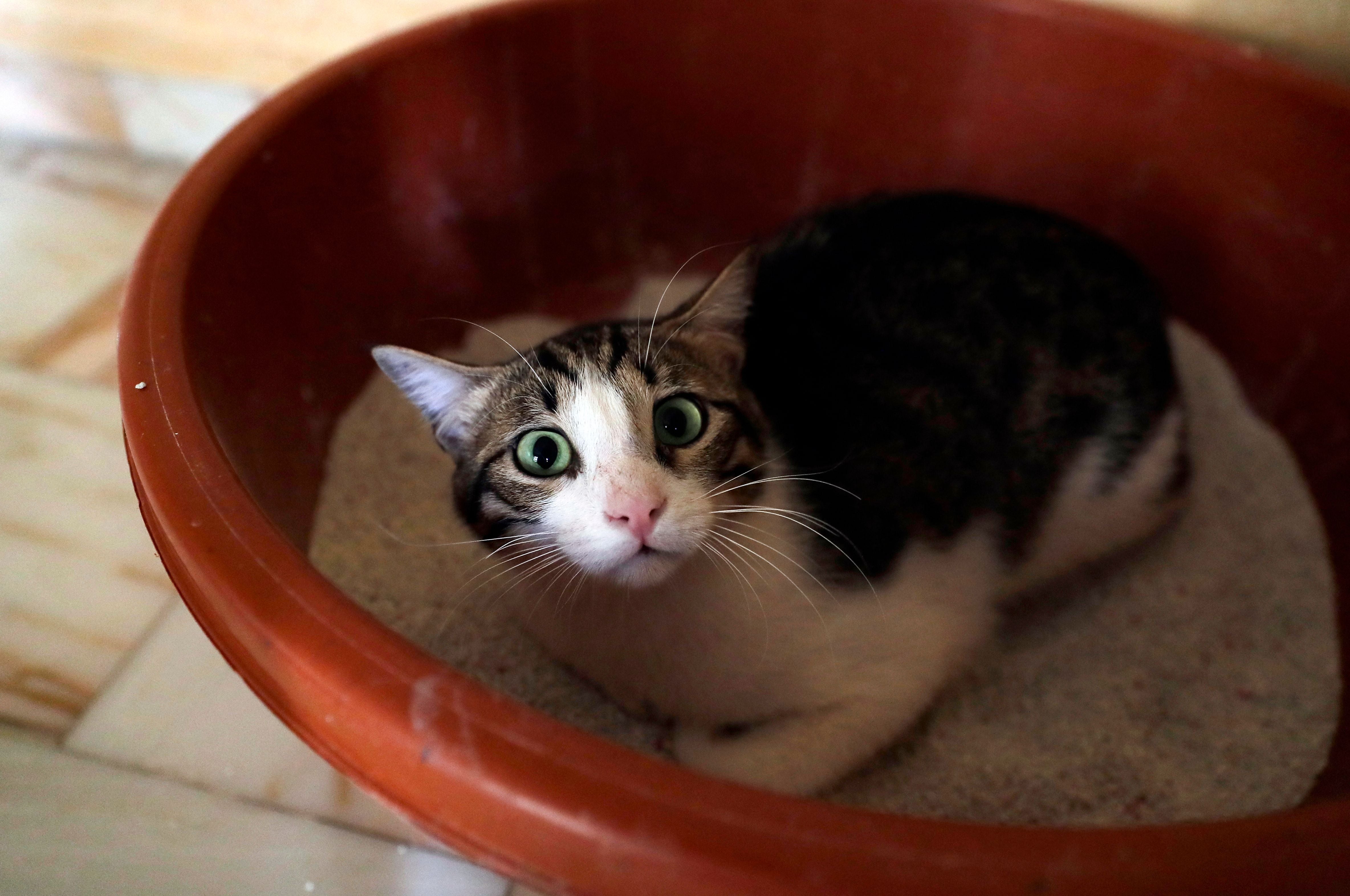 A rescued cat is pictured at the Animals Lebanon NGO's shelter in the Lebanese capital Beirut