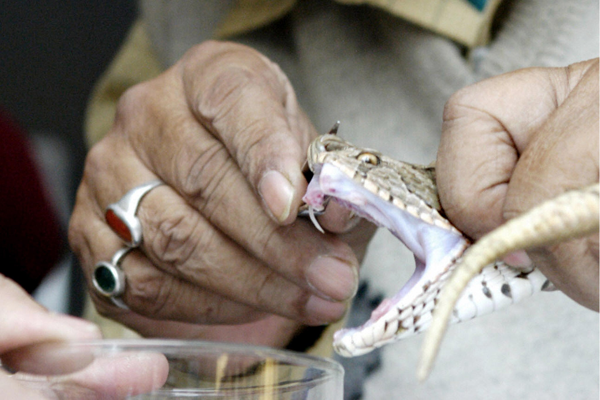 File. A man collects snake venom from a Russell’s Viper to make anti-venom at The Bengal Chemical & Pharmaceutical Company in Kolkata, India