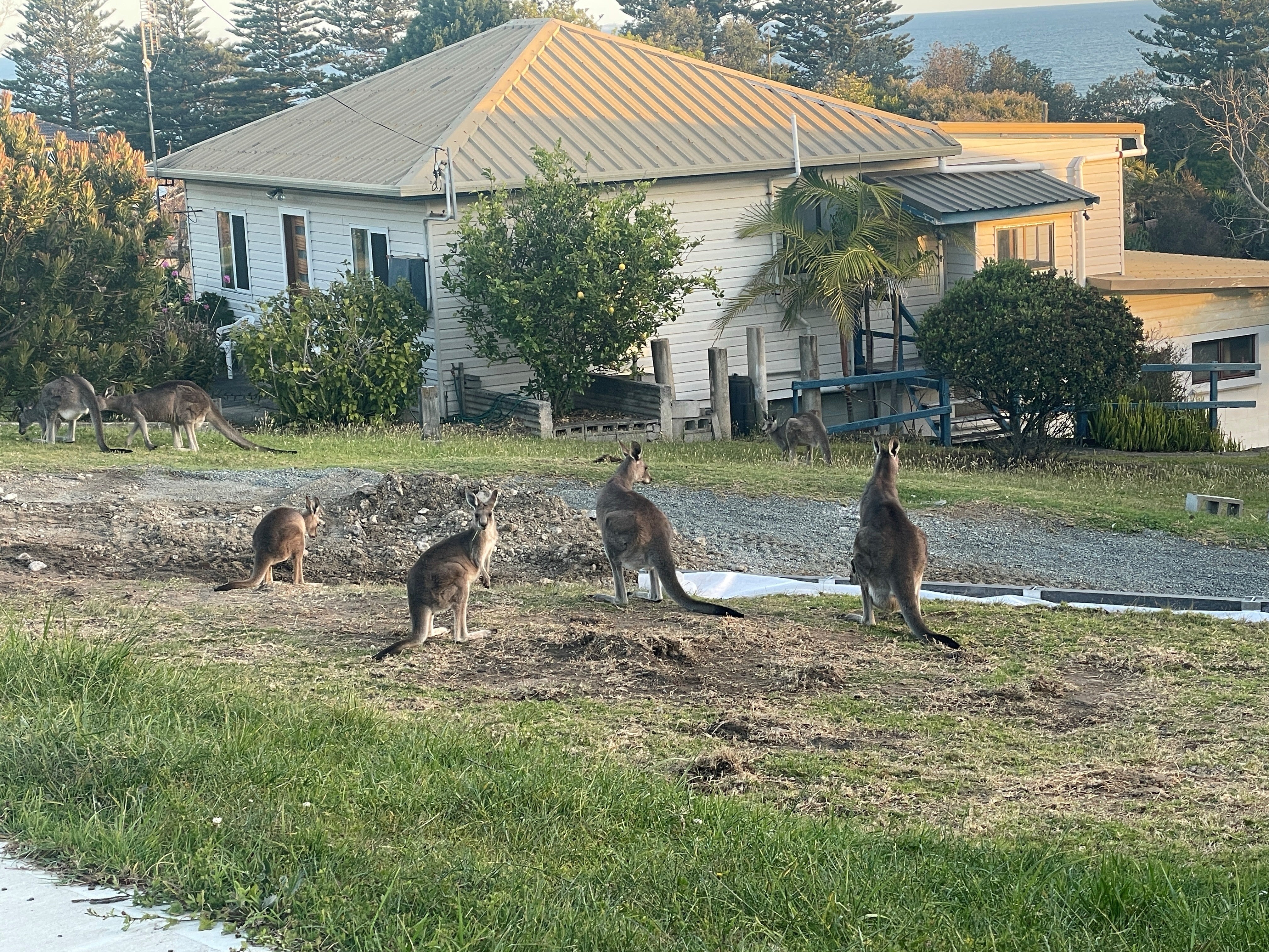 Wallabies at a property in Australia where the Pattersons stayed