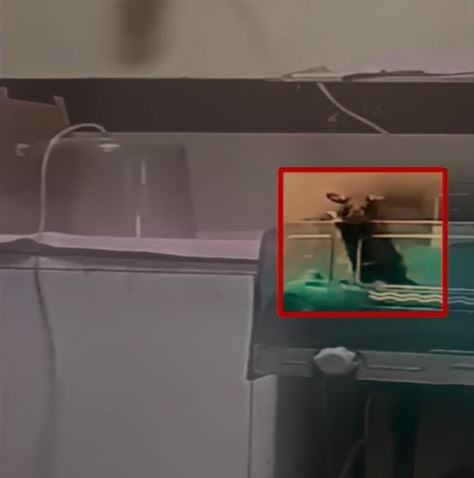Rat seen jumping around in neonatal care unit of hospital in Indore, India