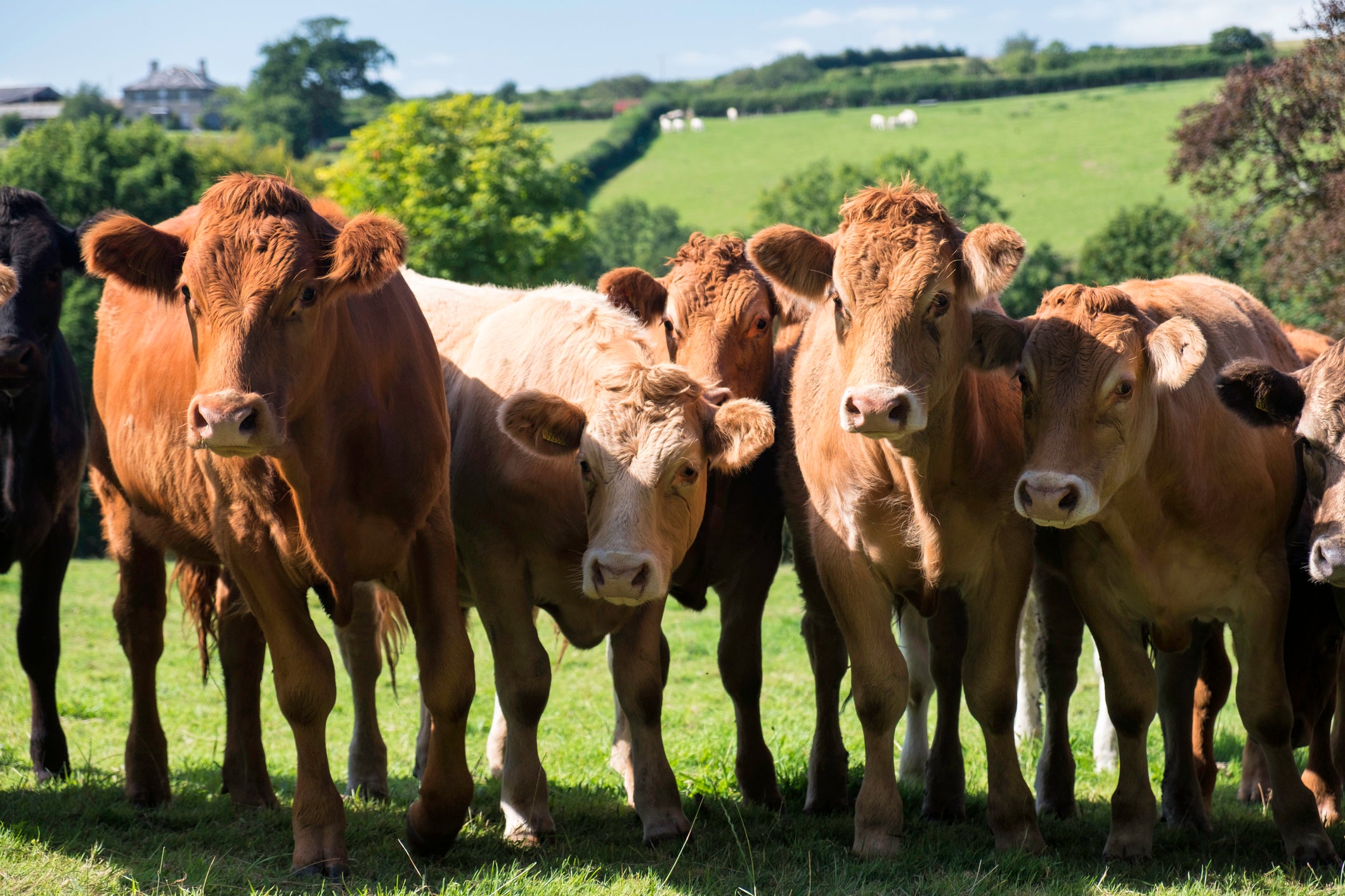 The disease spreads from cow to cow and from badgers to cattle