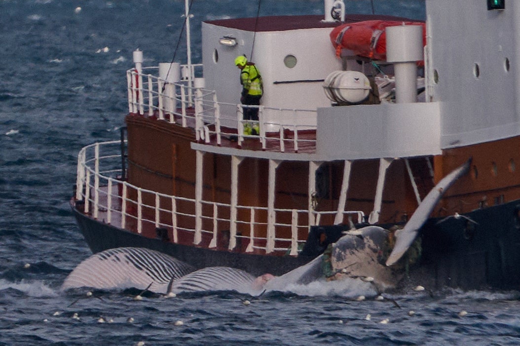A ship transports a 20-metre fin whale to a 'processing plant'