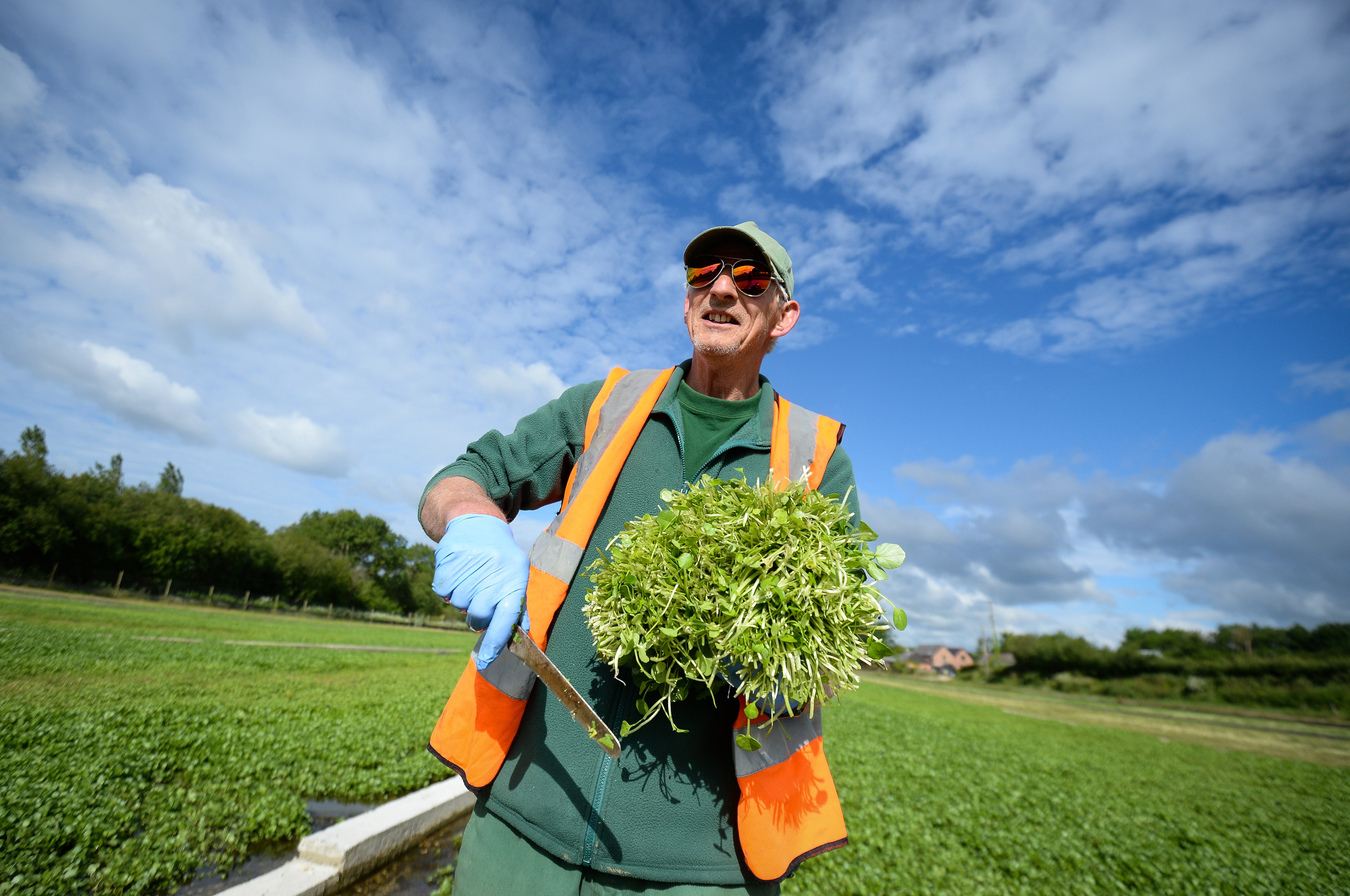 Watercress has numerous health benefits