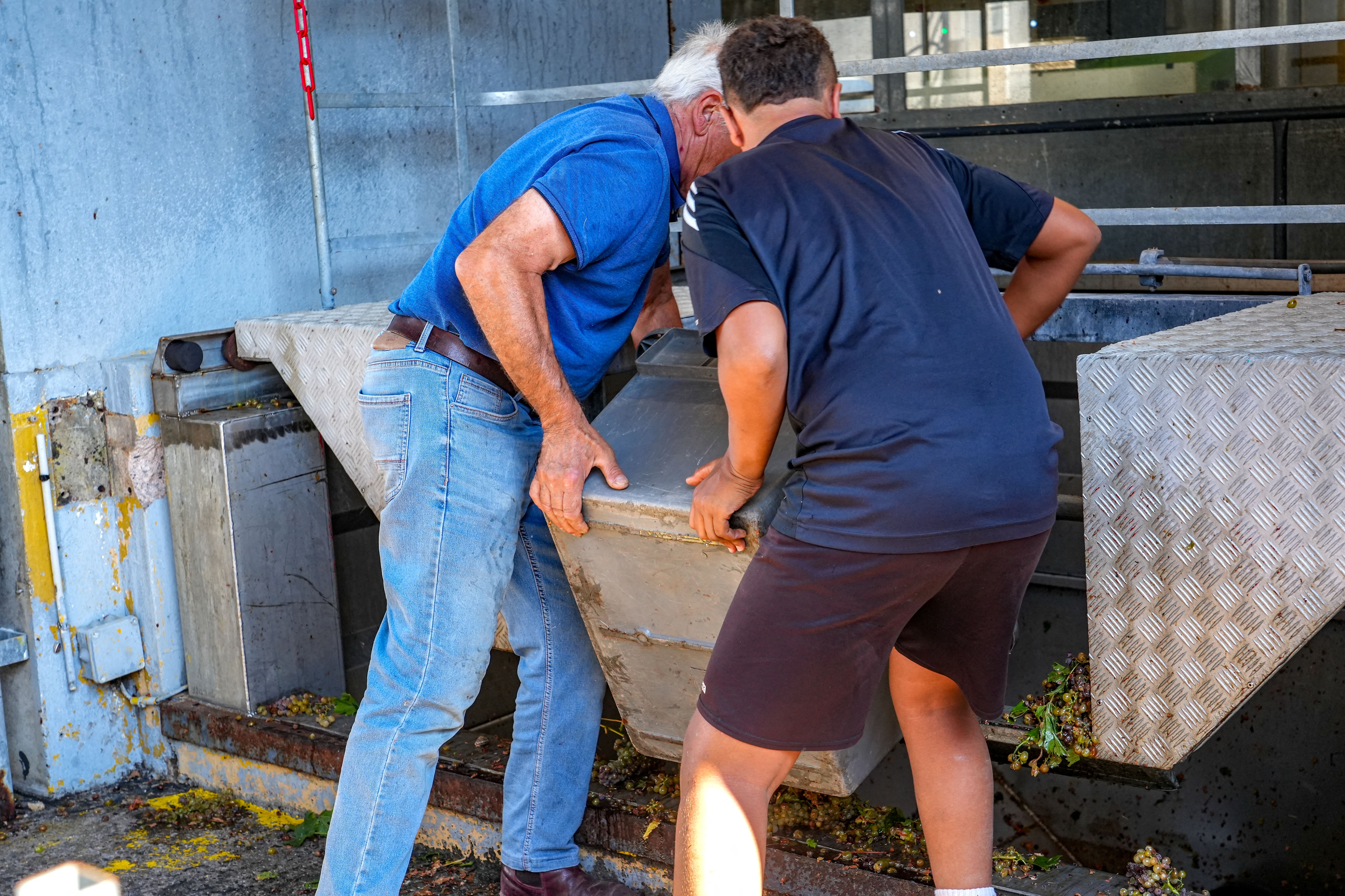An elderly man and a teenager empty a plastic container filled with piles of grape clusters from the Muscat de Frontignan vineyard