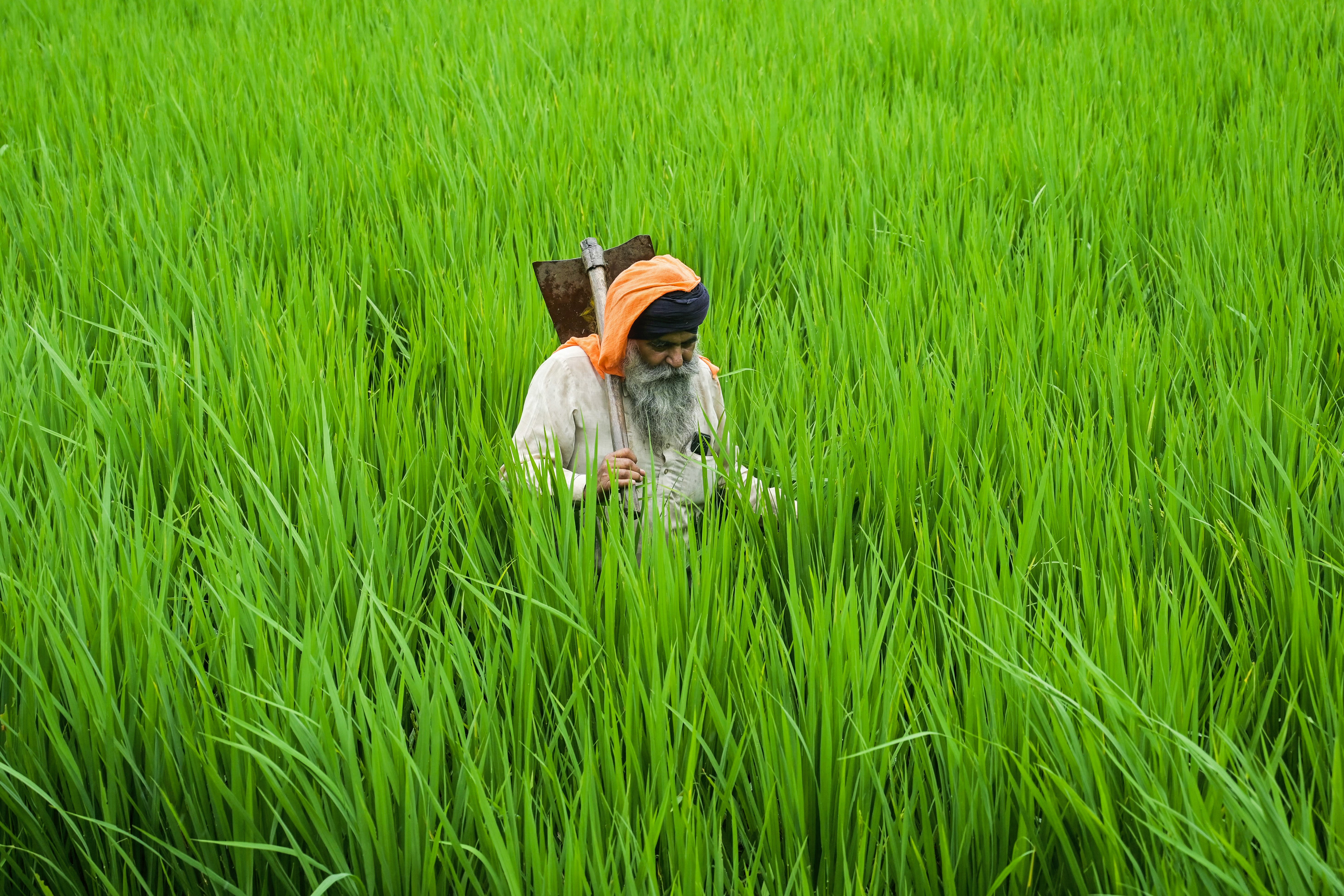 Farmer walks across his paddy field on the outskirts of Amritsar in Punjab before the floods struck