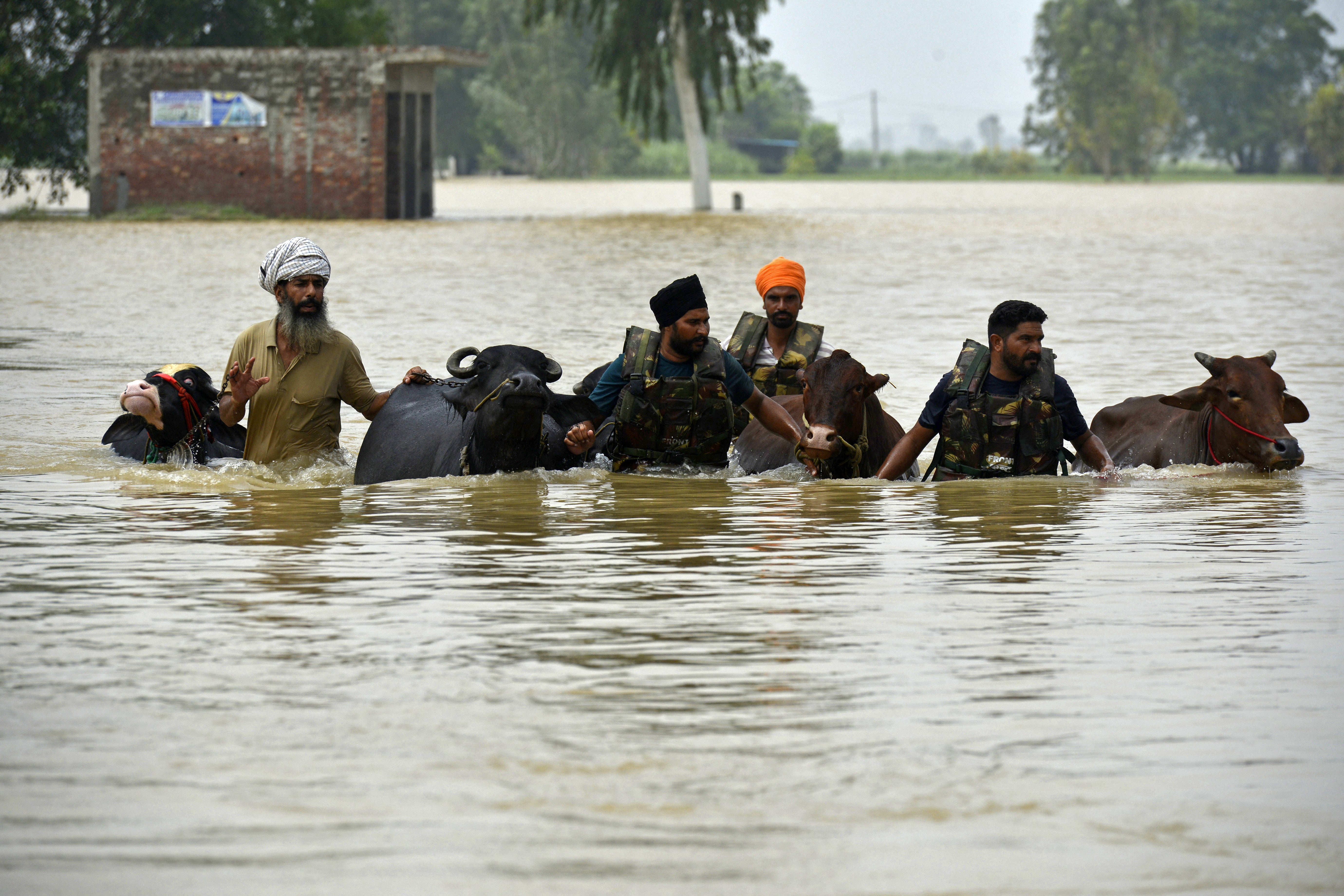 Soldiers help villagers rescue their cattle after flooding at Mand village in Kapurthala district of Punjab