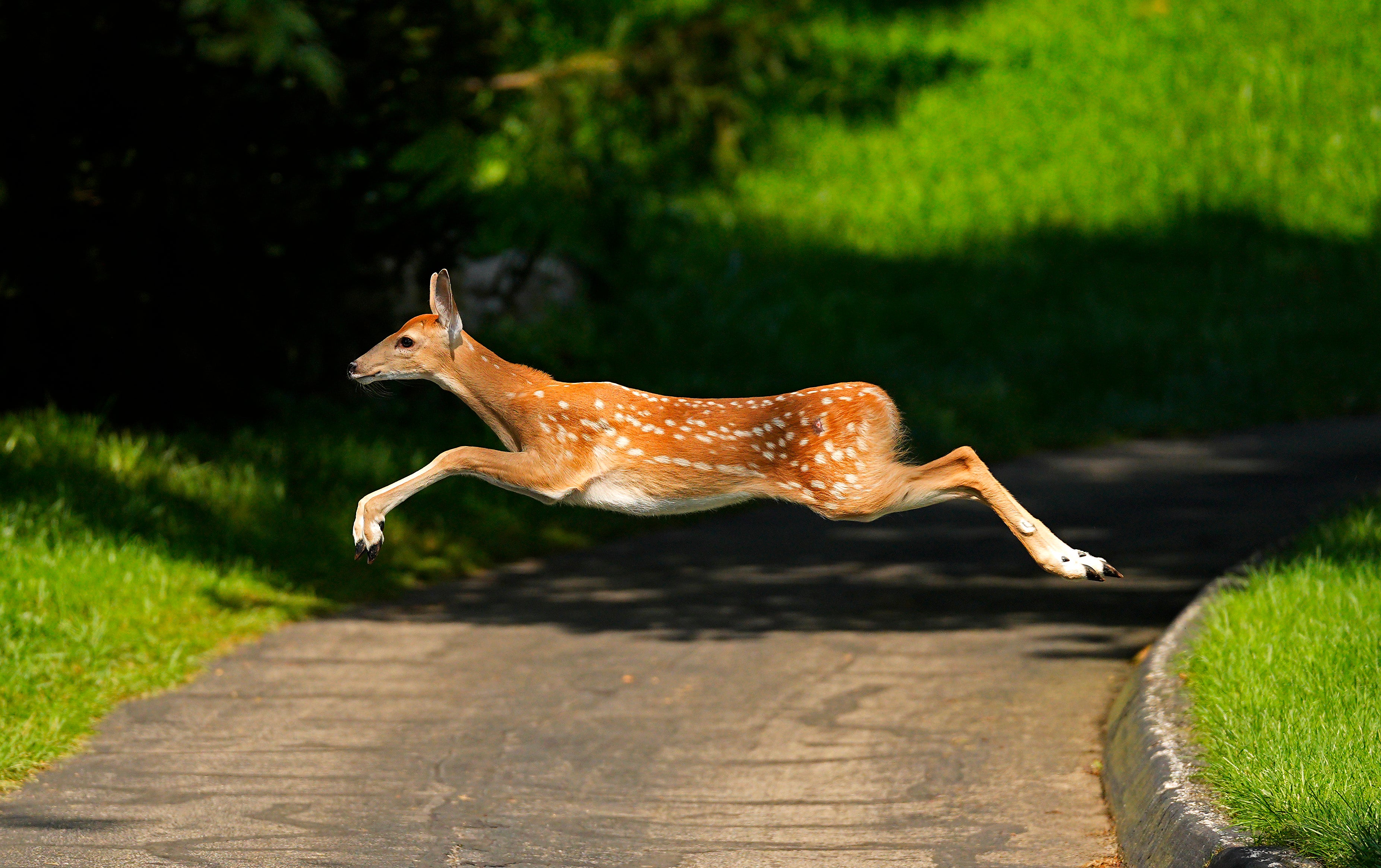 Prep student killed when deer hit by another car flies across the highway and lands on his vehicle