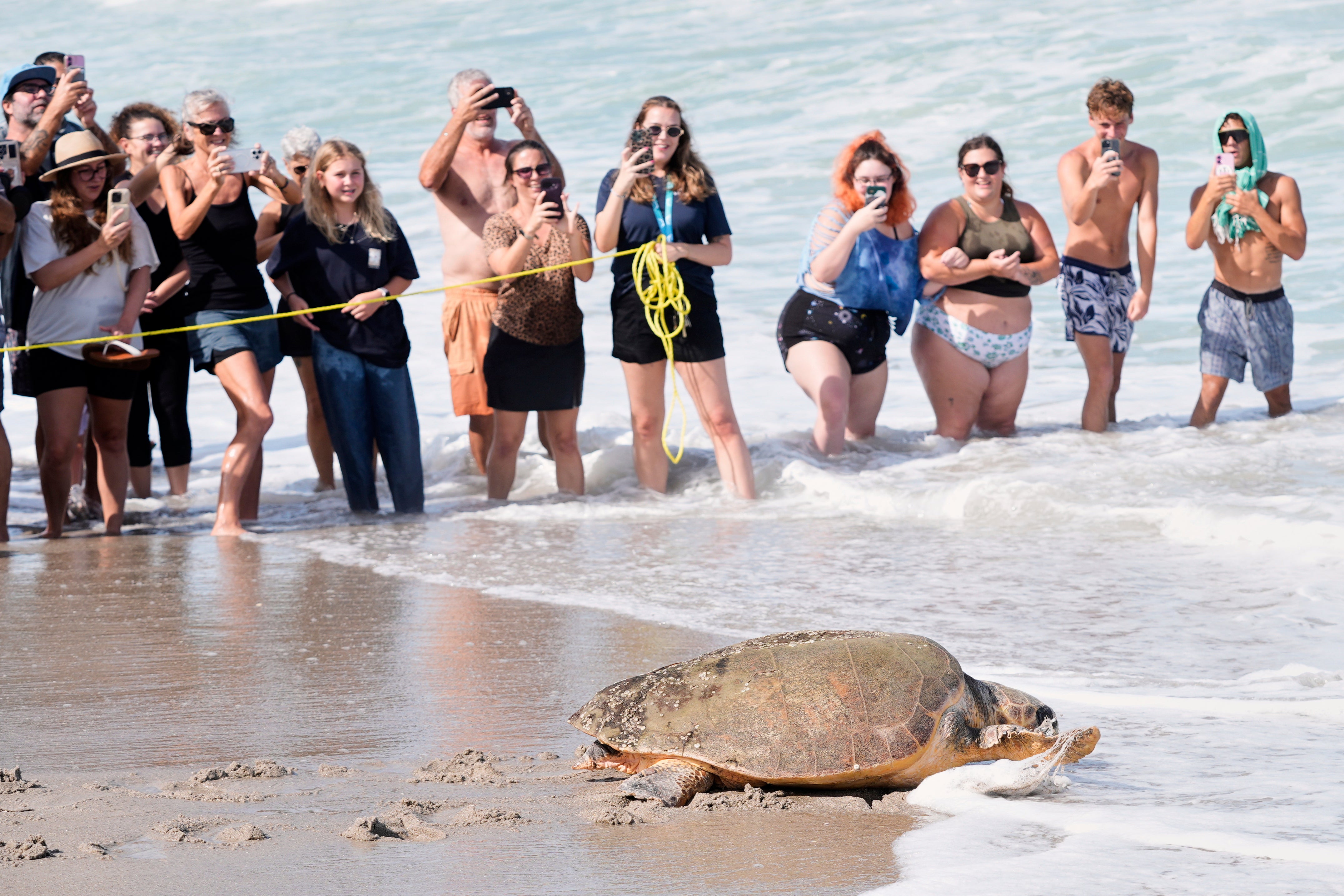 Turtle Release Florida