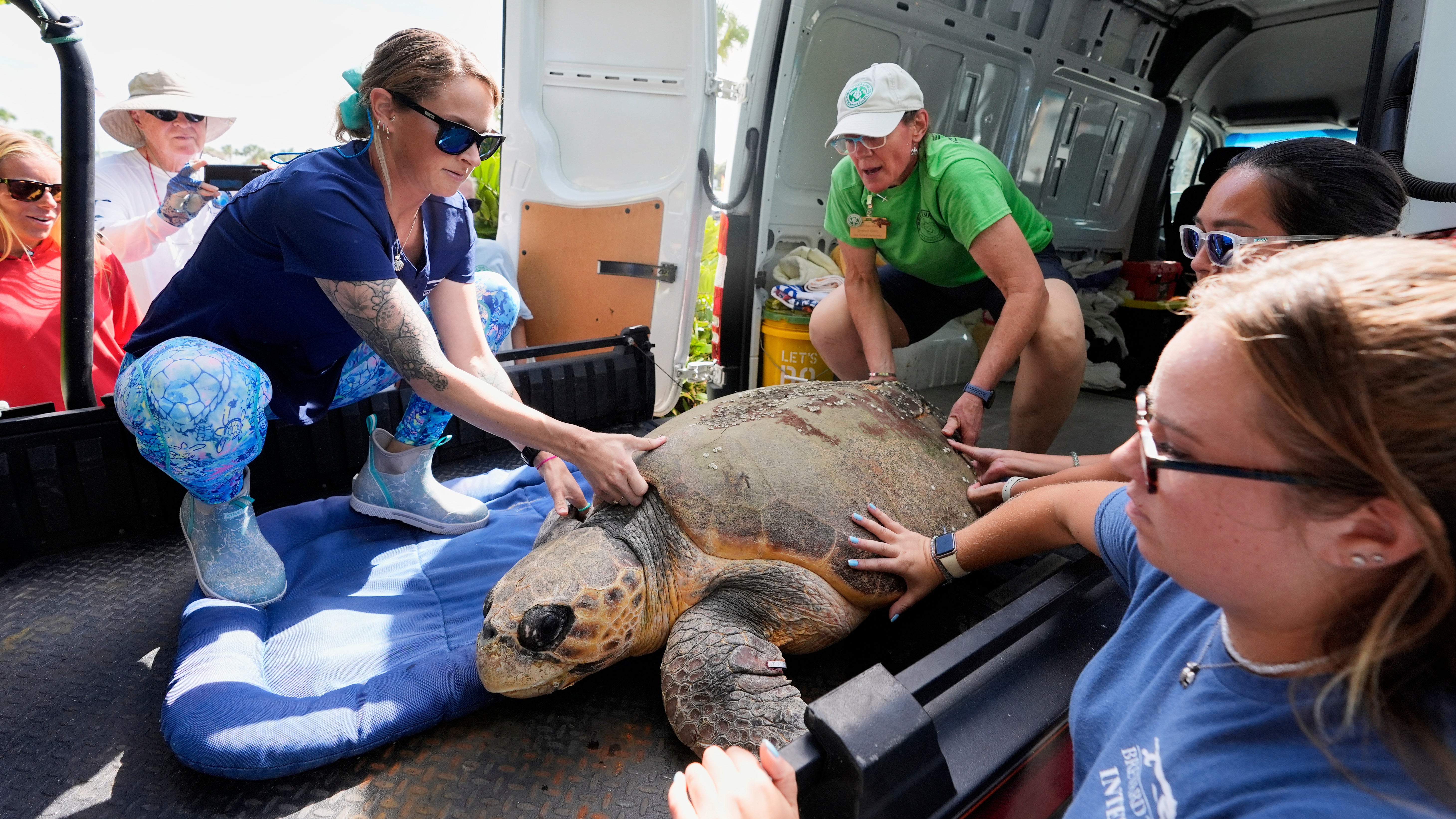 Turtle Release Florida