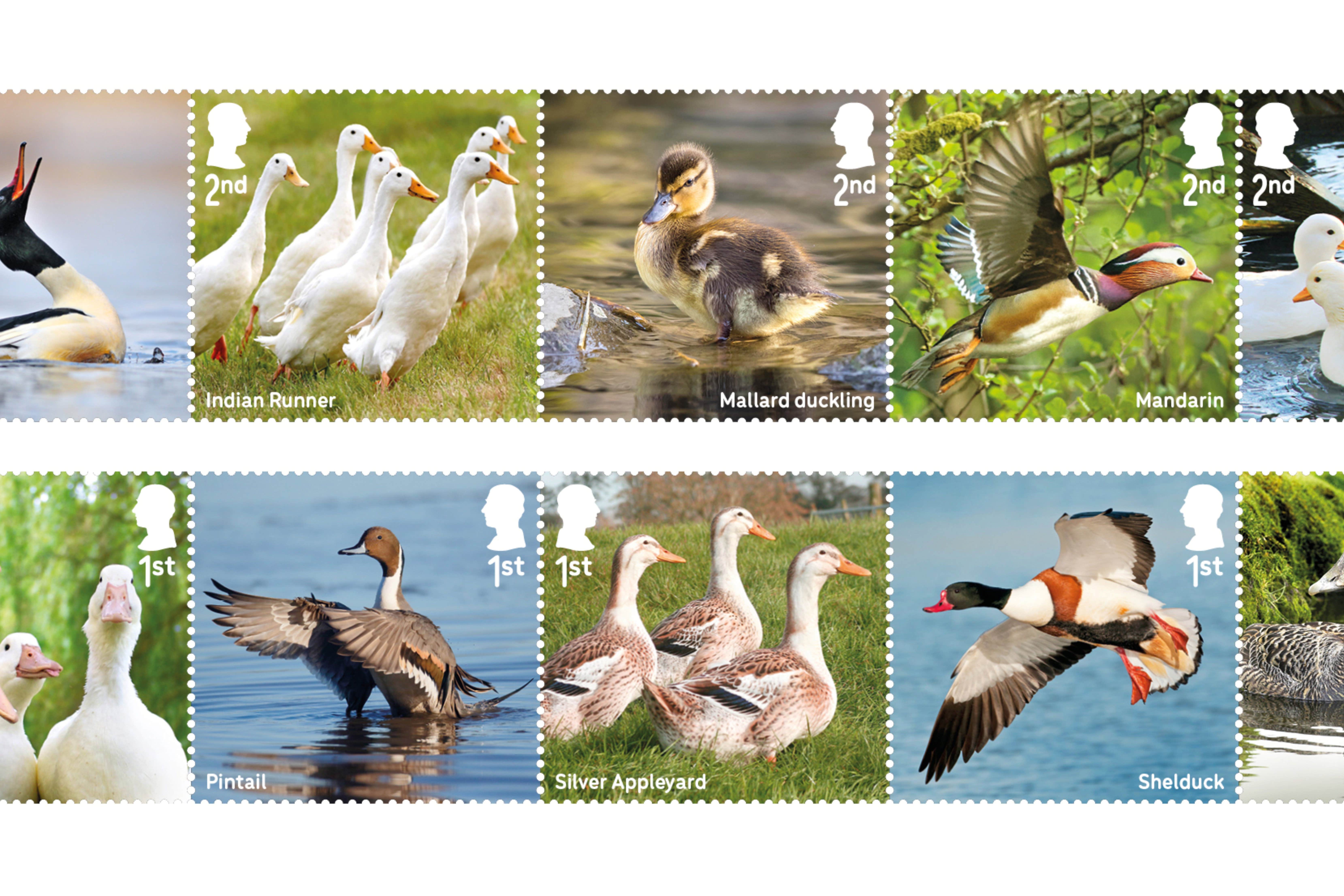 The stamps have images of 10 duck species and breeds (Royal Mail/PA)