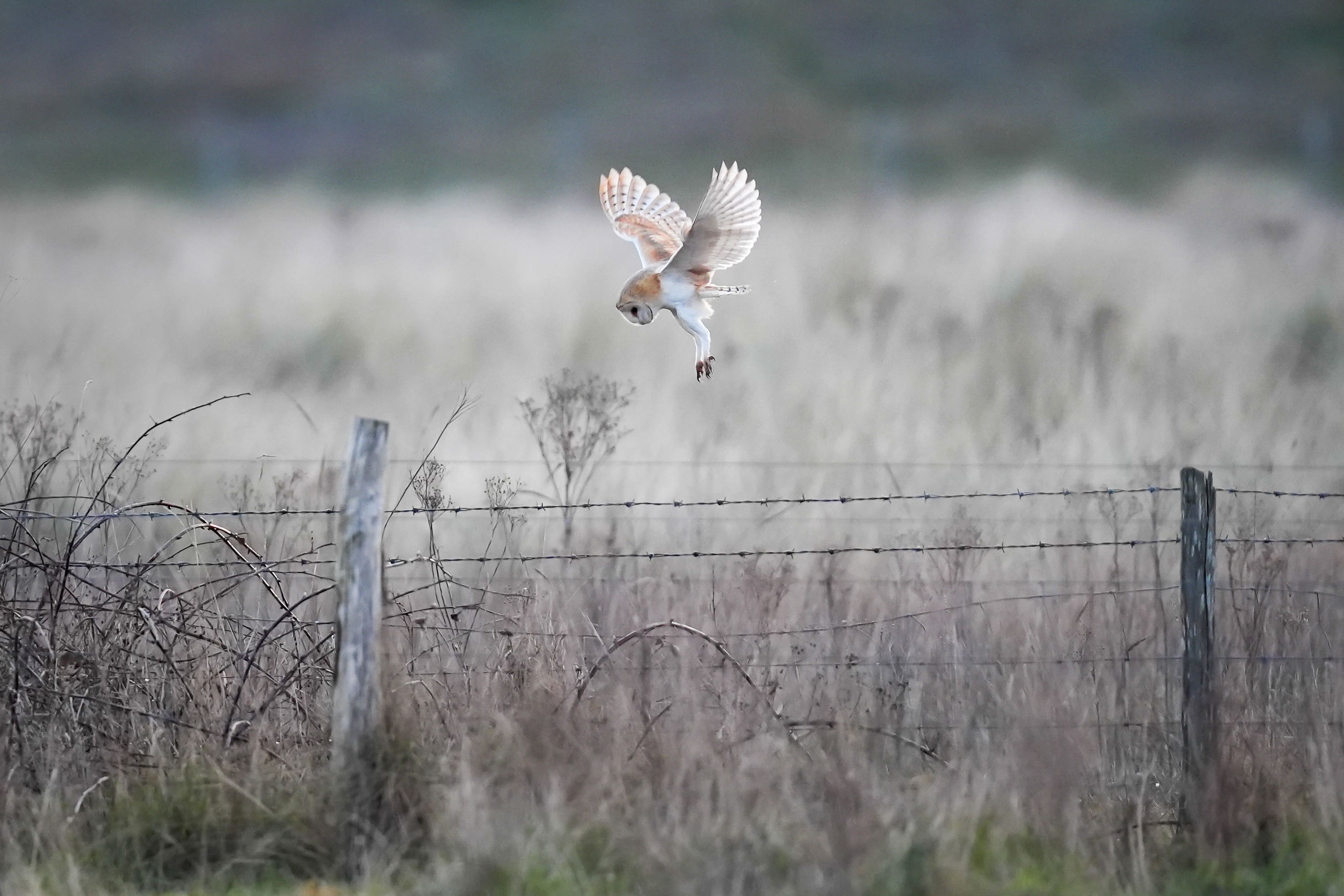 A barn owl flies over grassland (PA)