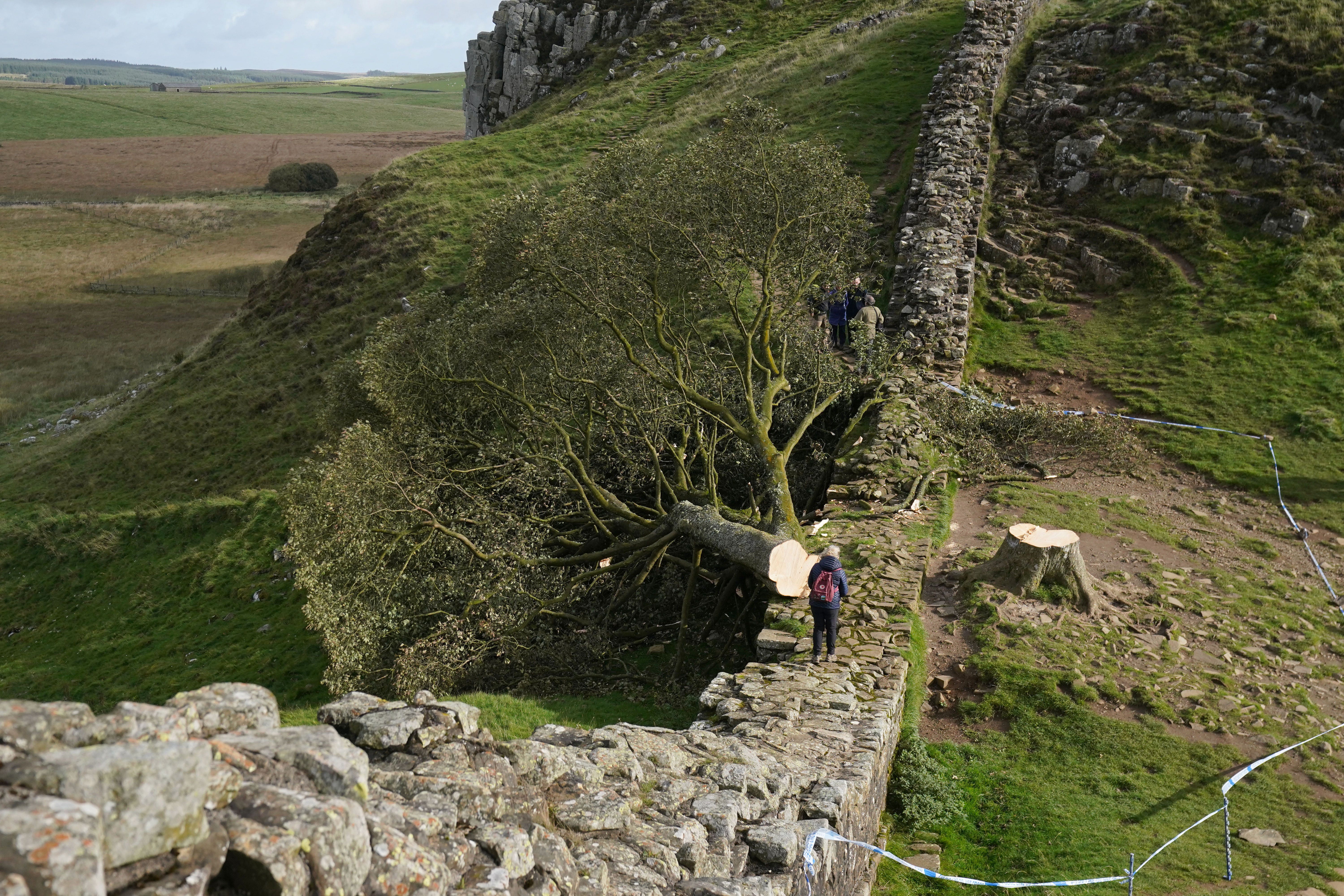 The felled Sycamore Gap tree, on Hadrian’s Wall in Northumberland (Owen Humphreys/PA)