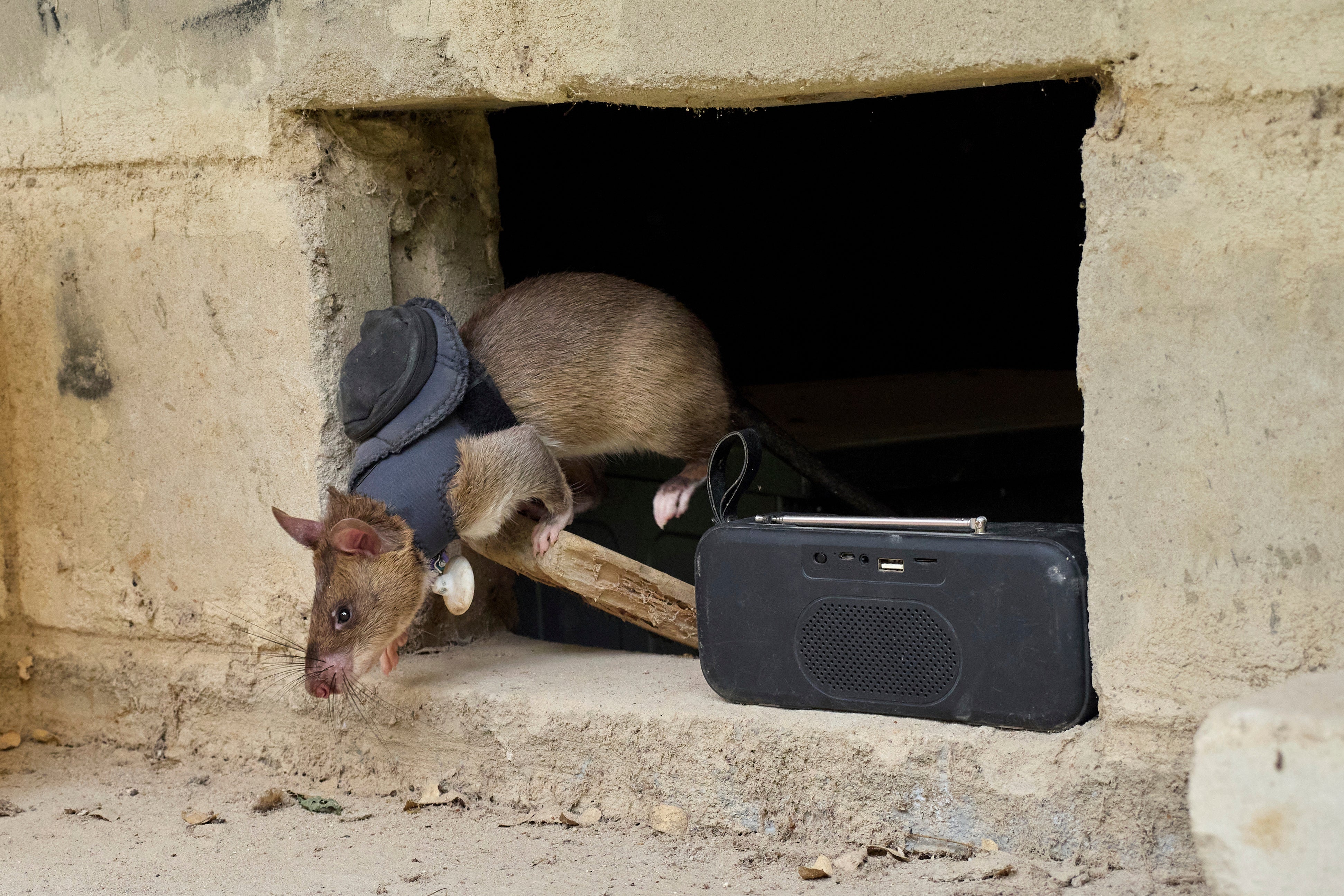 A rat trained in search and rescue operations exits simulated earthquake rubble at APOPO's facility in Morogoro, Tanzania, Tuesday, July 29, 2025. (AP Photo/Jack Denton)