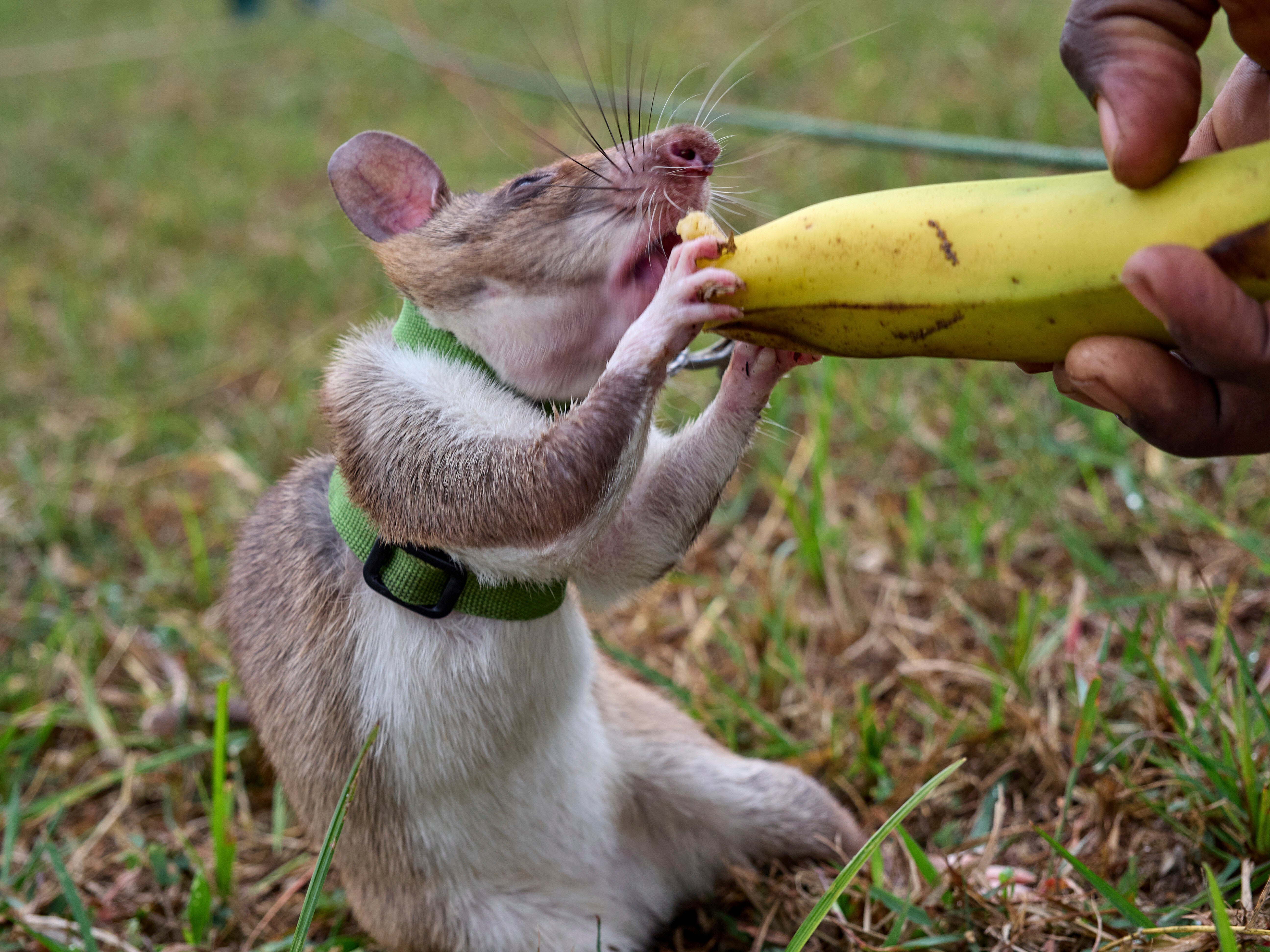 A rat is rewarded after a successful search and rescue training mission in simulated earthquake rubble at APOPO's facility in Morogoro, Tanzania, Tuesday, July 29, 2025. (AP Photo/Jack Denton)