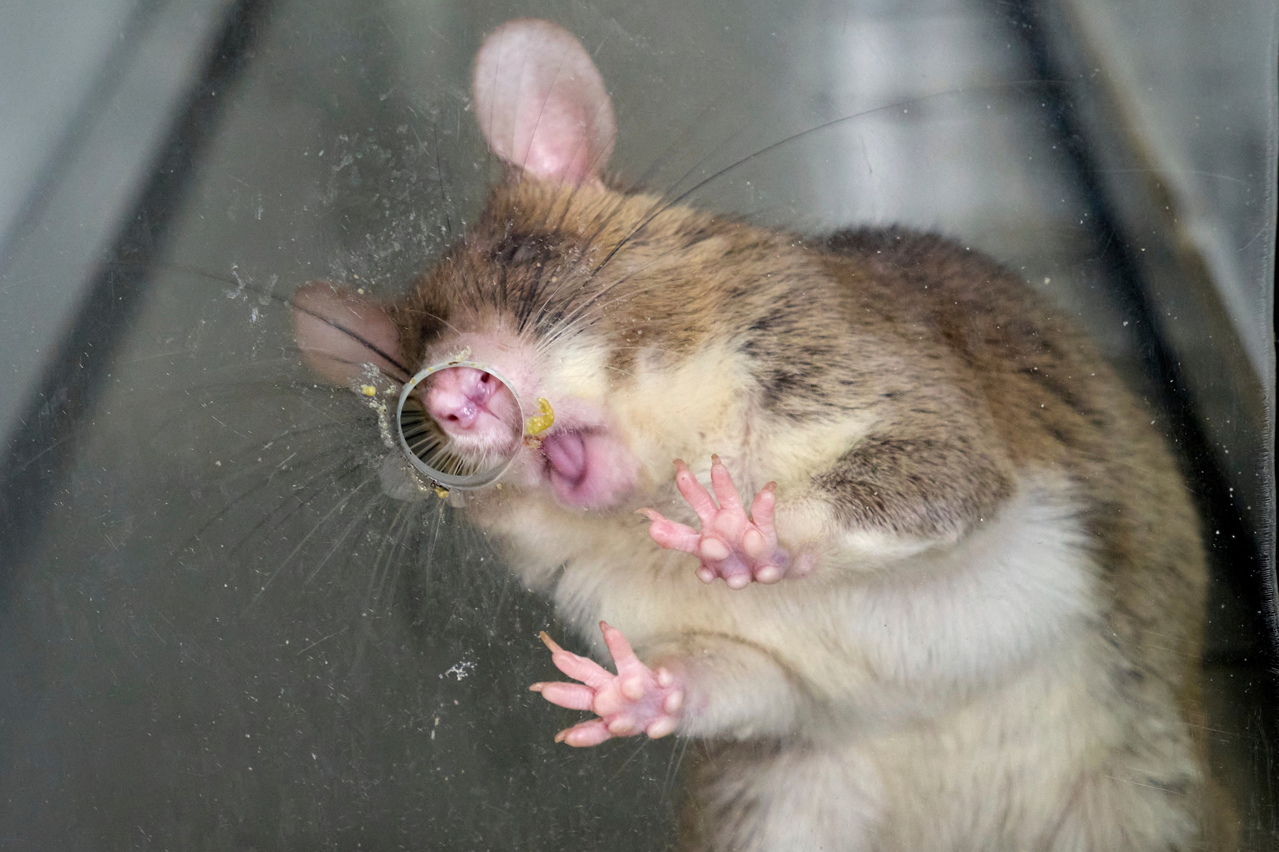 An African giant pouched rat being trained to detect tuberculosis licks a treat off glass in APOPO's laboratory in Morogoro, Tanzania, Tuesday, July 29, 2025. (AP Photo/Jack Denton)