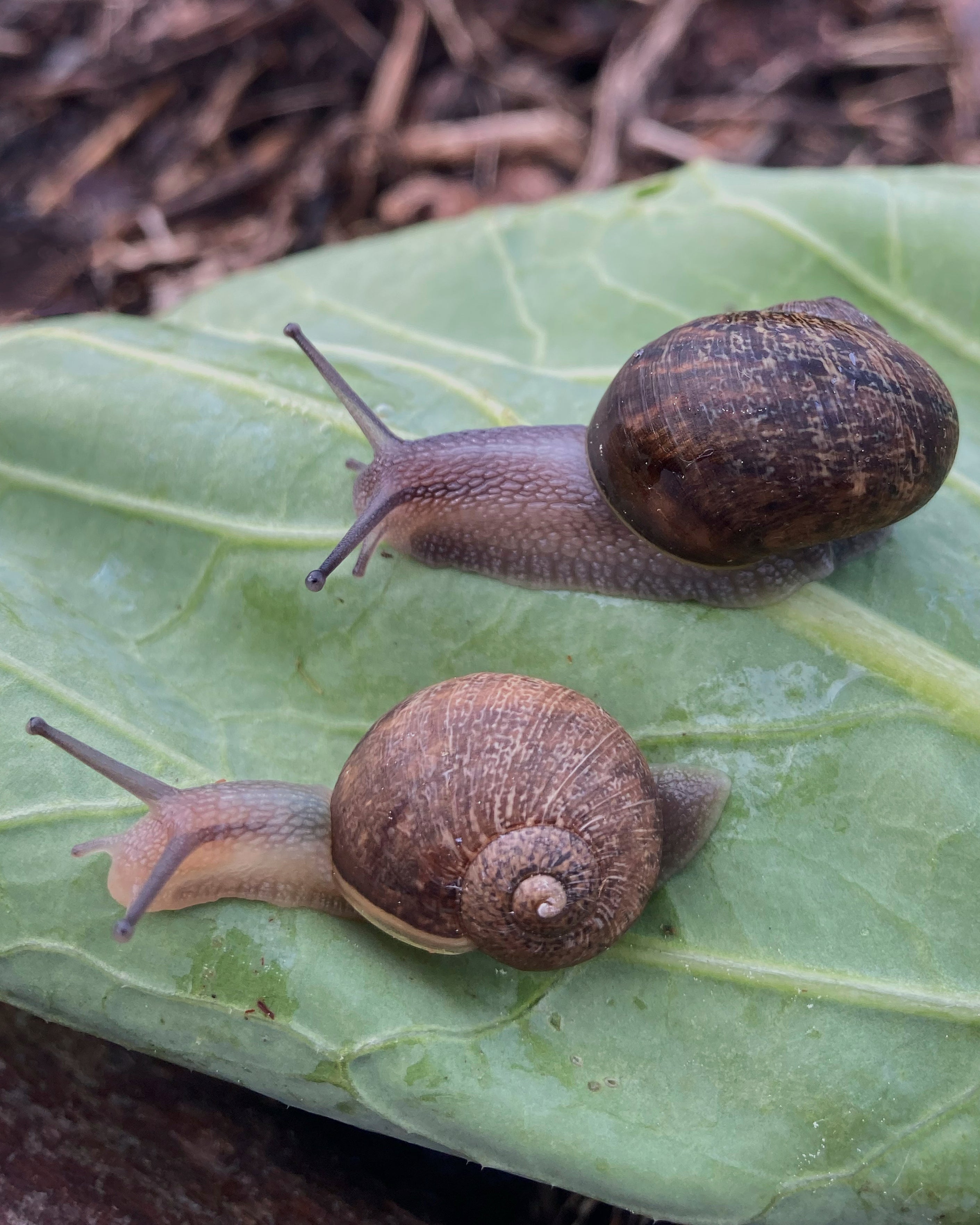 Ned, bottom, a pale-bodied snail who has a left-spiralling shell pictured with a right-spiralling snail in a small town in the Wairarapa, New Zealand, on Aug. 22, 2025. (Giselle Clarkson via AP)