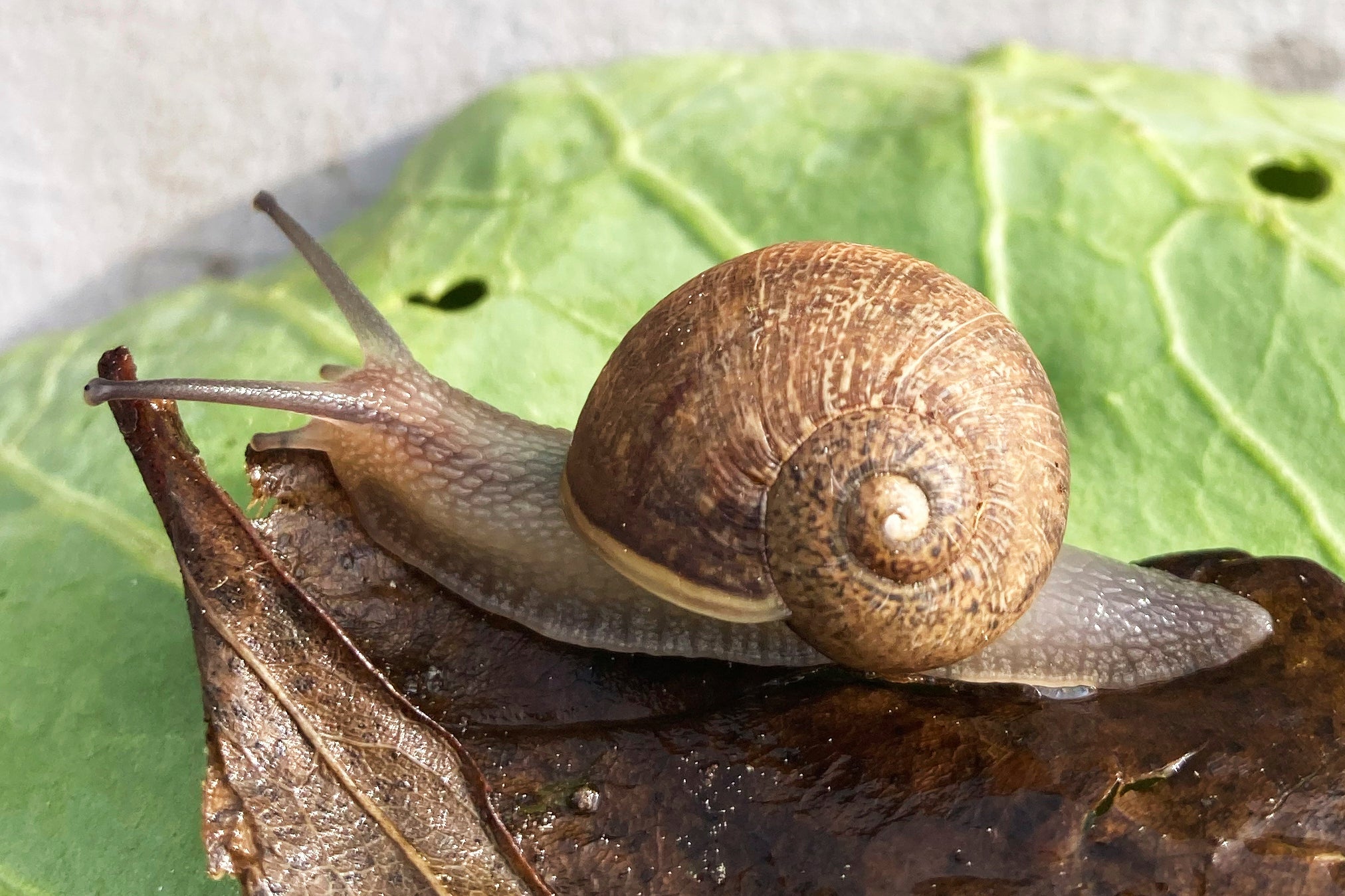 Ned, a pale-bodied snail crawls across a leaf in a small town in the Waiararapa, New Zealand, on Aug. 22, 2025. (Giselle Clarkson via AP)