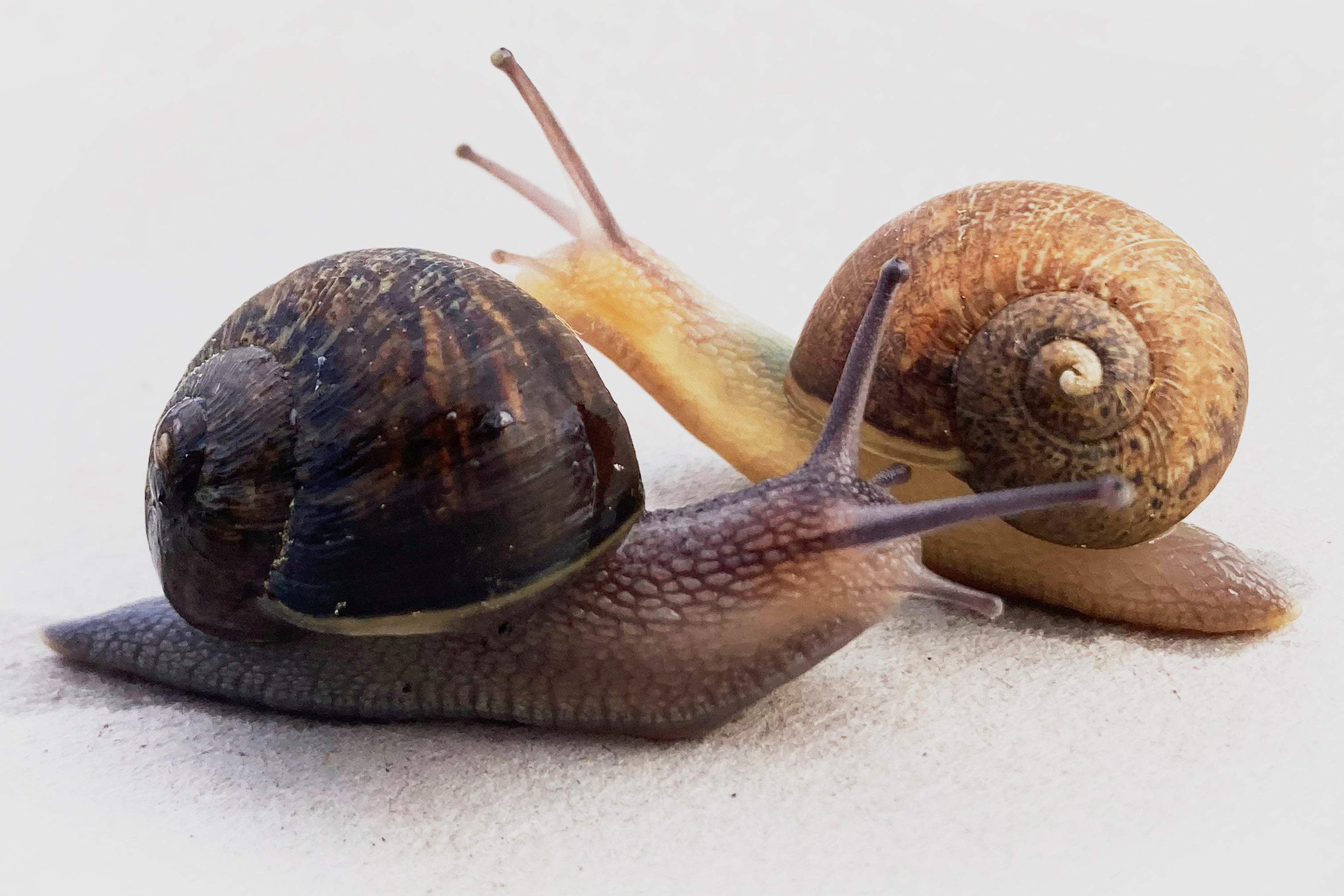 Ned, right, a pale-bodied snail who has a left-spiralling shell pictured with a right-spiralling snail in a small town in the Wairarapa, New Zealand, on Aug. 22, 2025