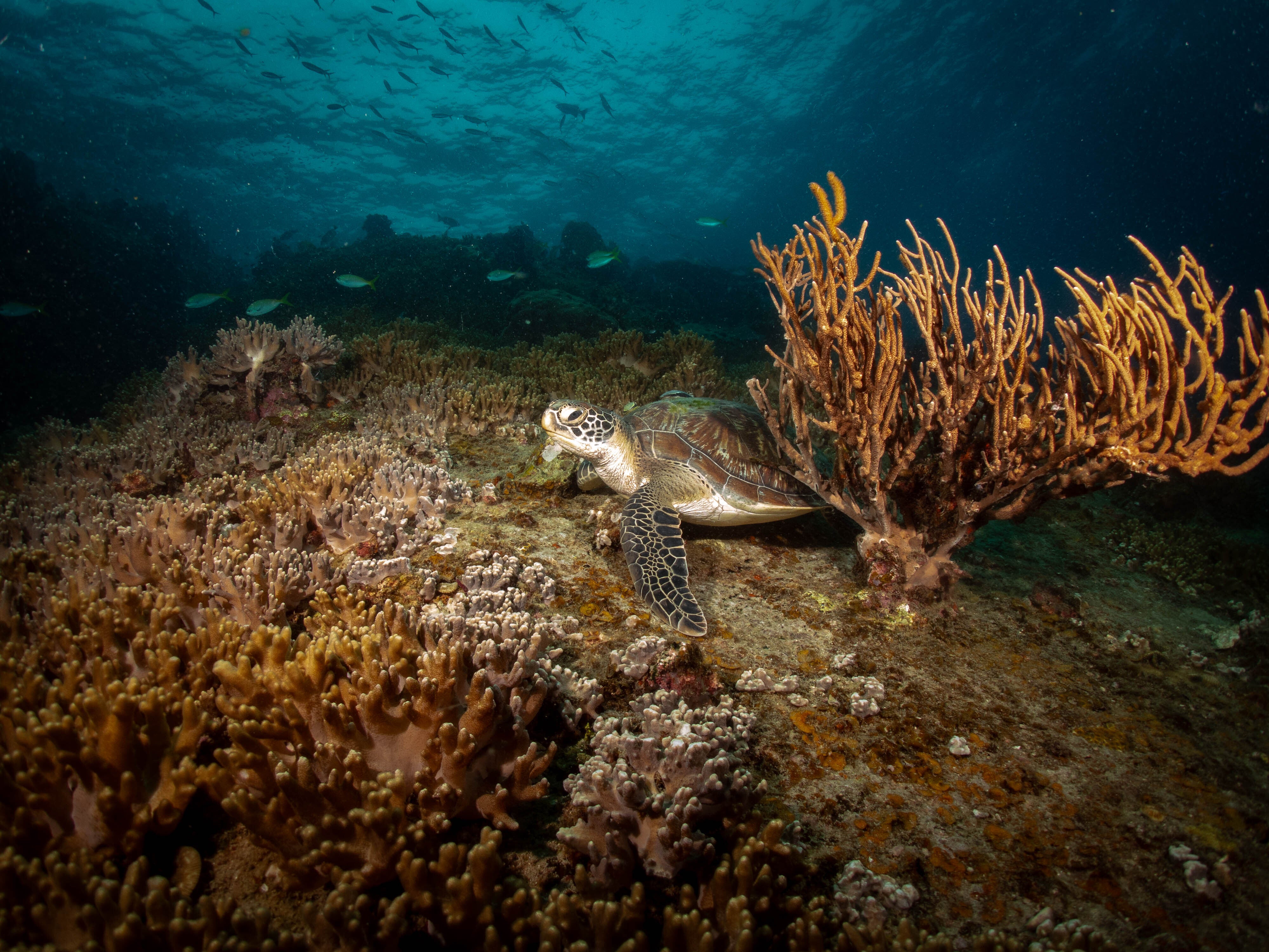 Colourful corals and crystalline seas: Dive into Thailand’s best sea life spots and reef conservation sites