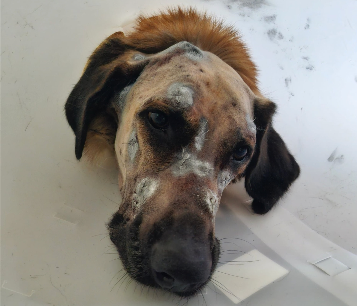 Keks now has a new owner and is recovering well, the shelter that took him in said