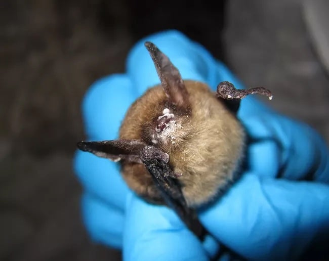 A person holds a bat with white-nose syndrome. White-nose syndrome has spread in Washington state since 2016