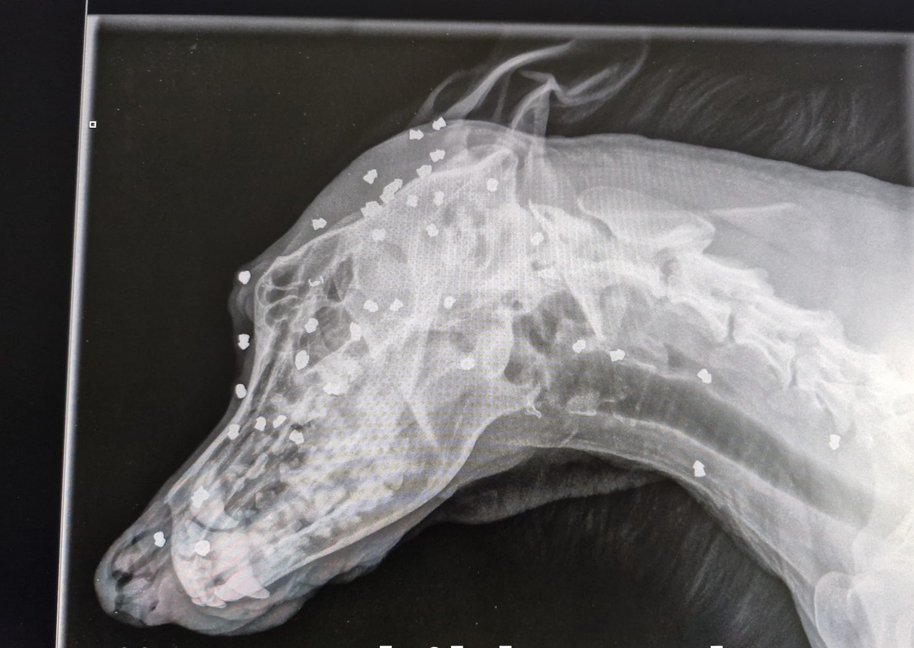 <p>An X-Ray of the dog, called Keks, who has now been adopted  </p>