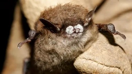 A park official holds a bat with white-nose syndrome. The deadly disease has been detected at Washington state’s San Juan Island National Historical Park