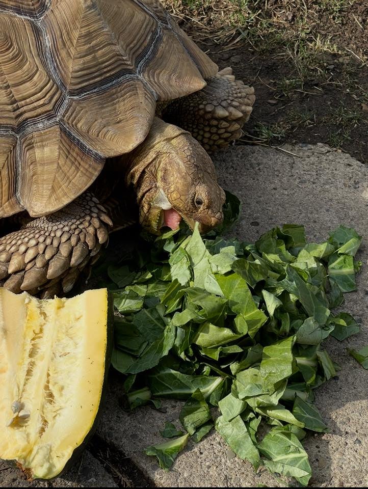Sulcata tortoises can live 150 years and weigh over 100 pounds, Cox said