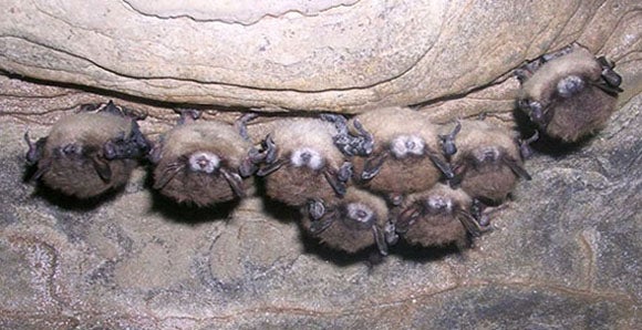 Bats show the classic signs of white-nose syndrome. Scientists regularly monitor them for the fungus