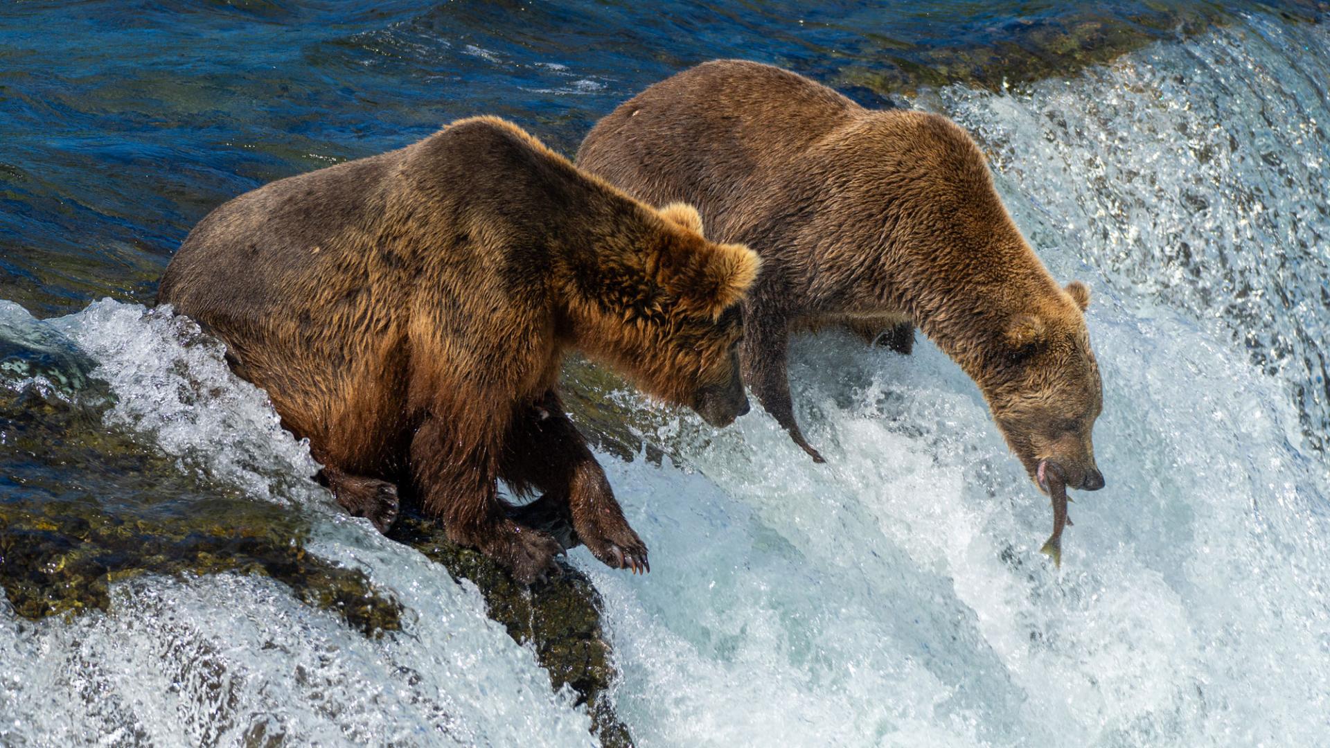 Alaska brown bears fish for salmon. The bears can eat up to four pounds each day
