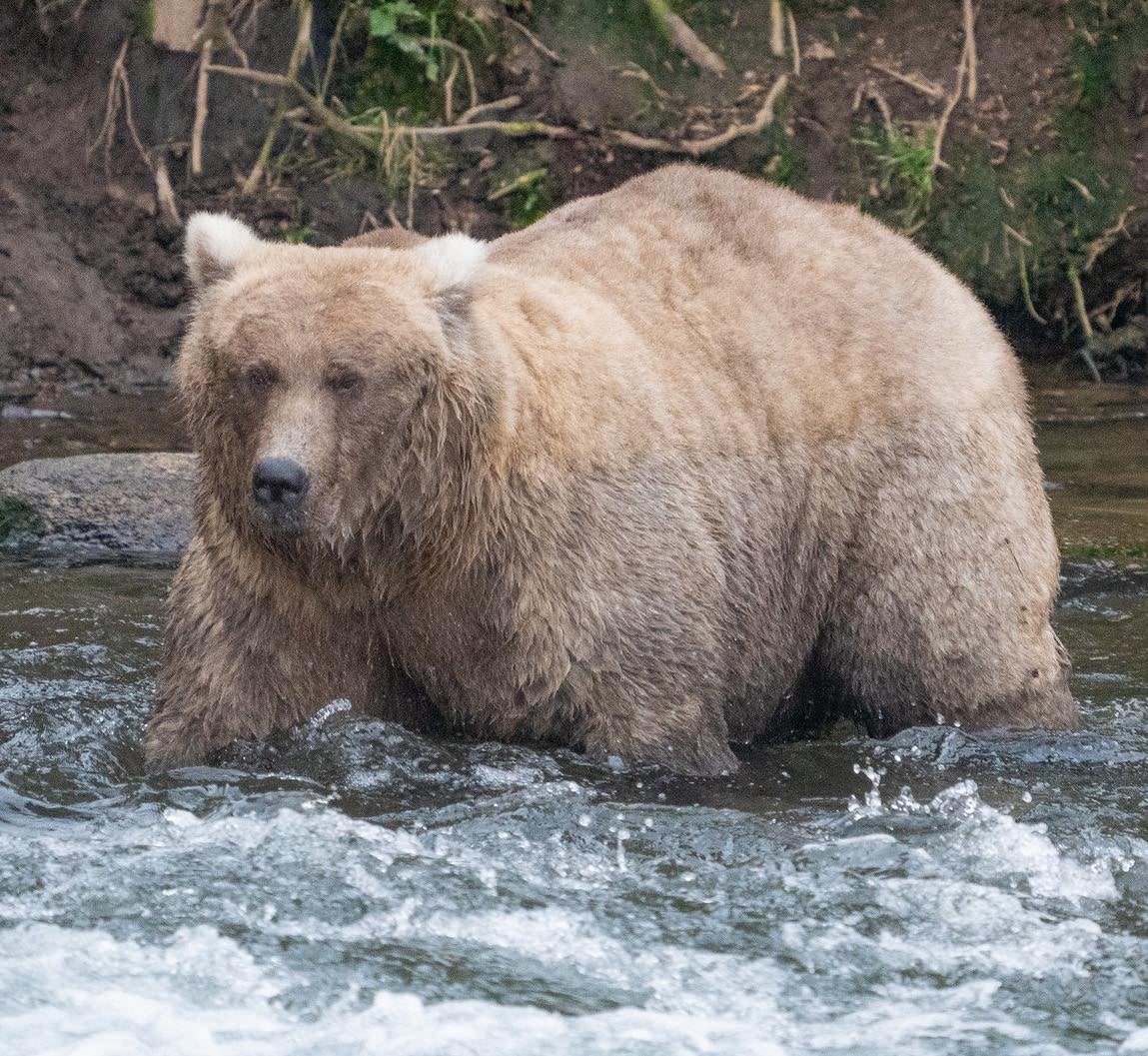 Last year’s Fat Bear Week champion, ‘Grazer 128,’ is seen standing in water. The fierce competition starts again on September 23