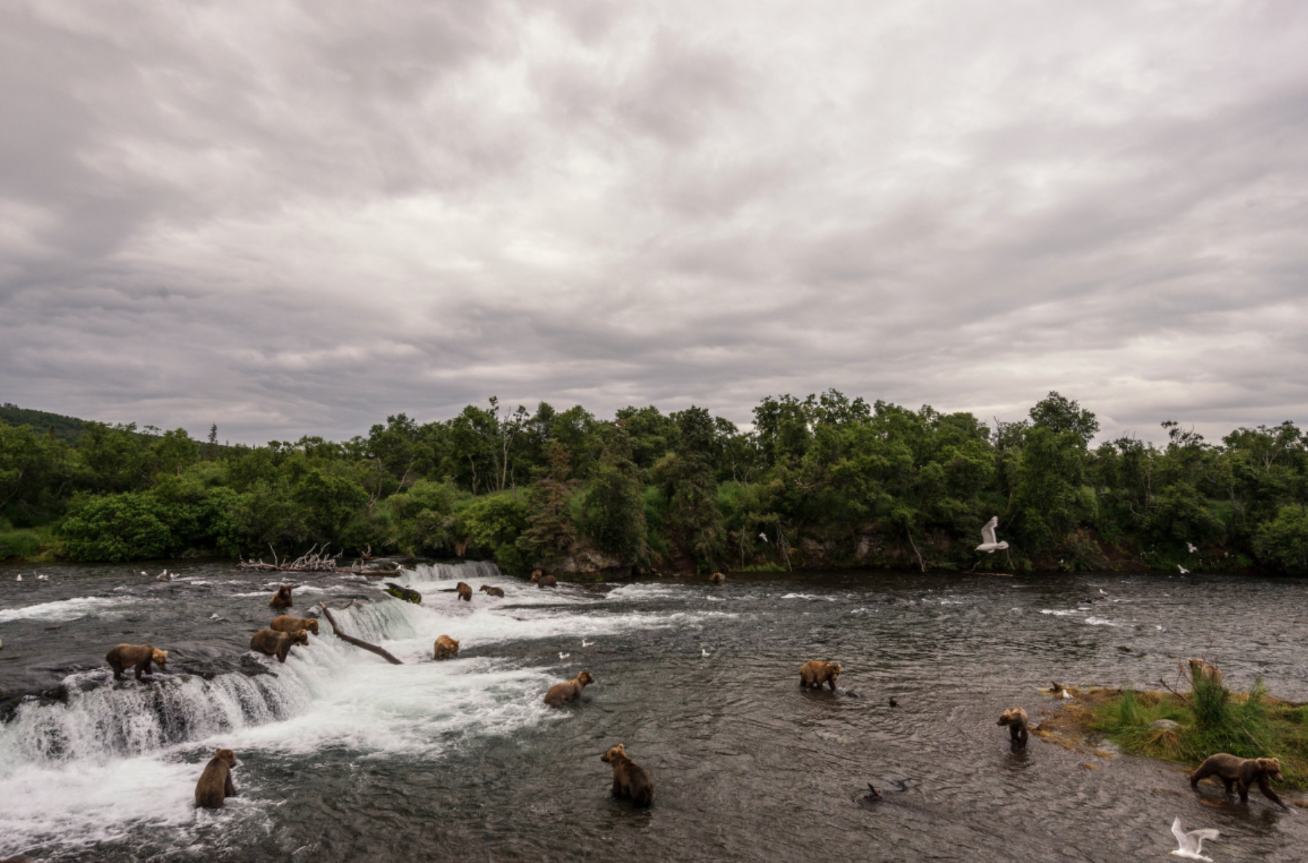 You can watch many bears at Brooks Falls in the park