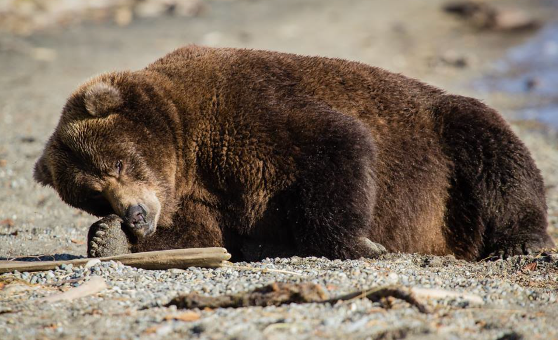 A brown bear taking an after lunch snooze in Katmai National Park, Alaska