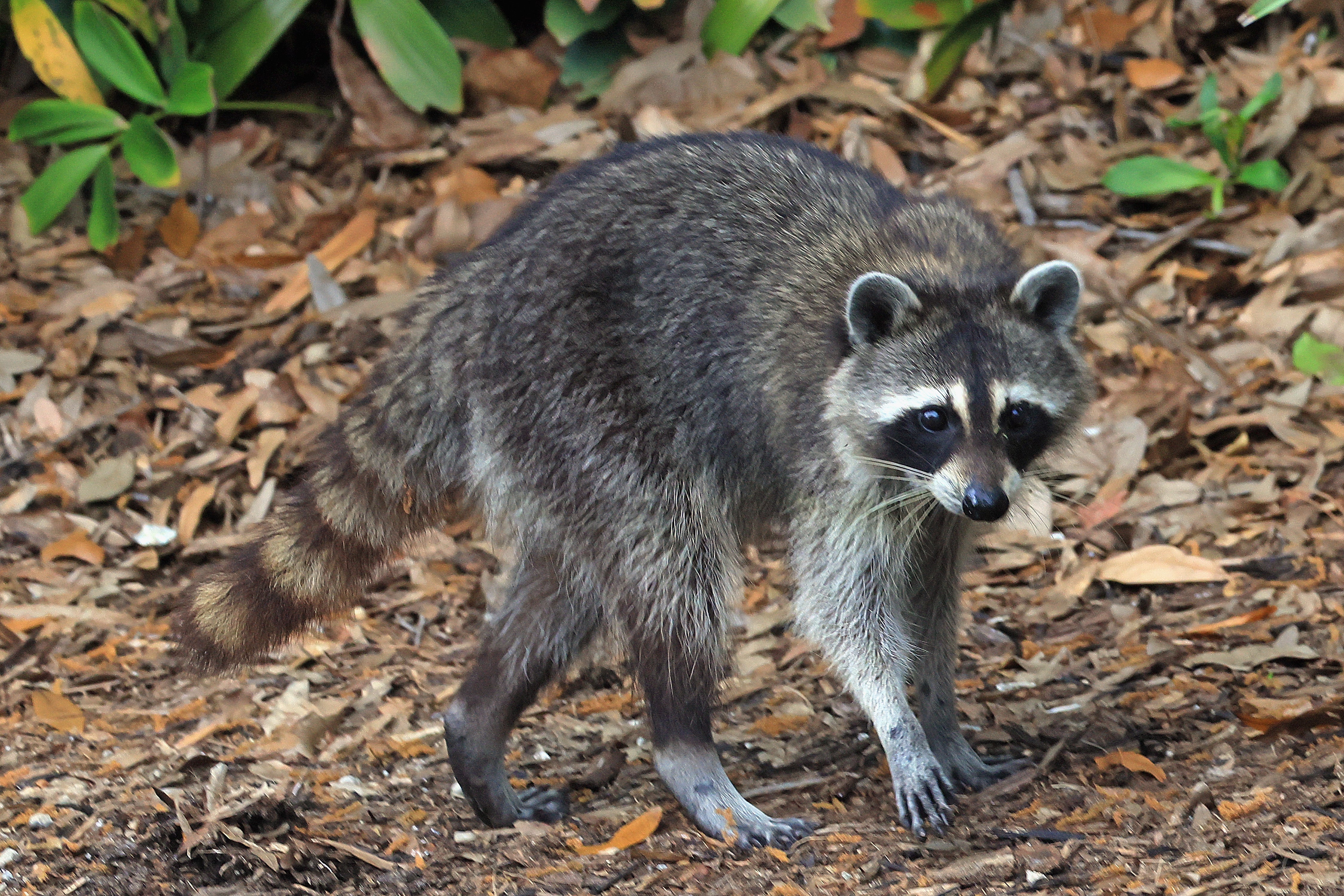 Officers were attempting to guide the raccoon from a boardwalk to a safer area when it suddenly lunged
