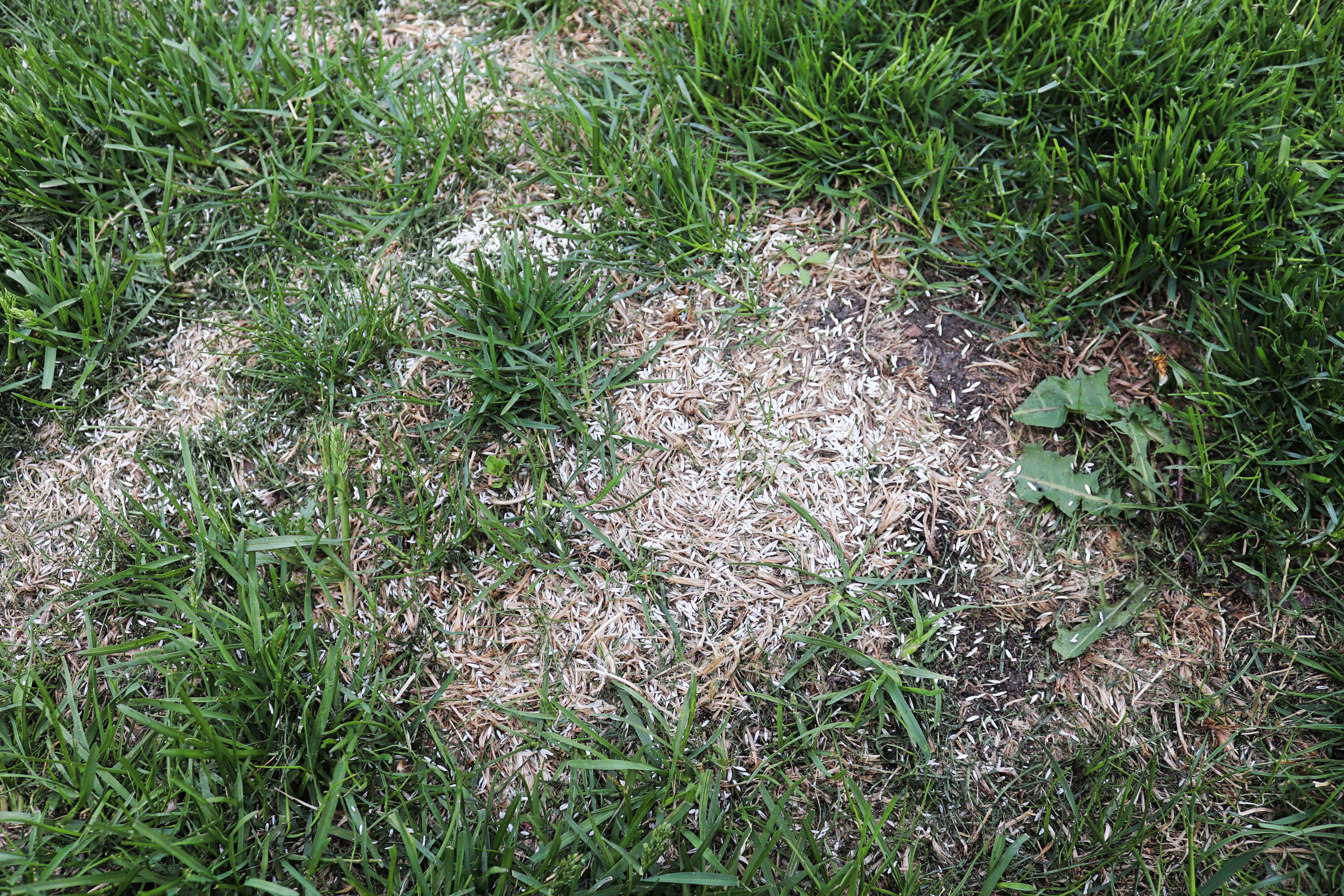 Patches of dead or missing grass are common after summer
