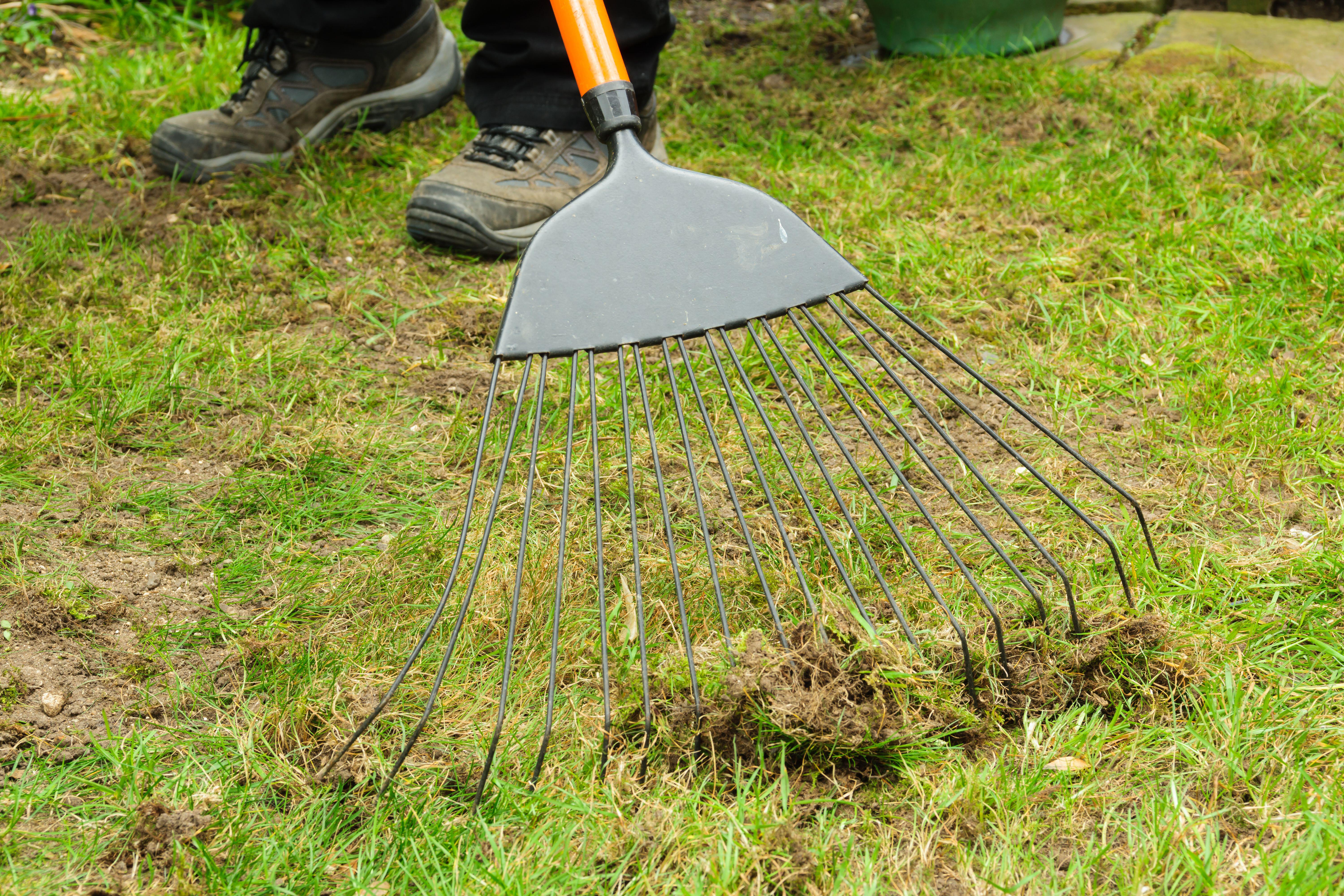 Use a rake (or a powered scarifier if you’ve got one) to remove thatch