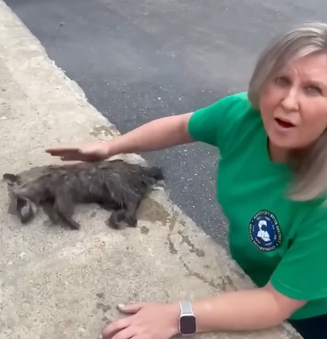 Combs said she was 'afraid' that the raccoon would try and eat her while she was providing life-saving measures